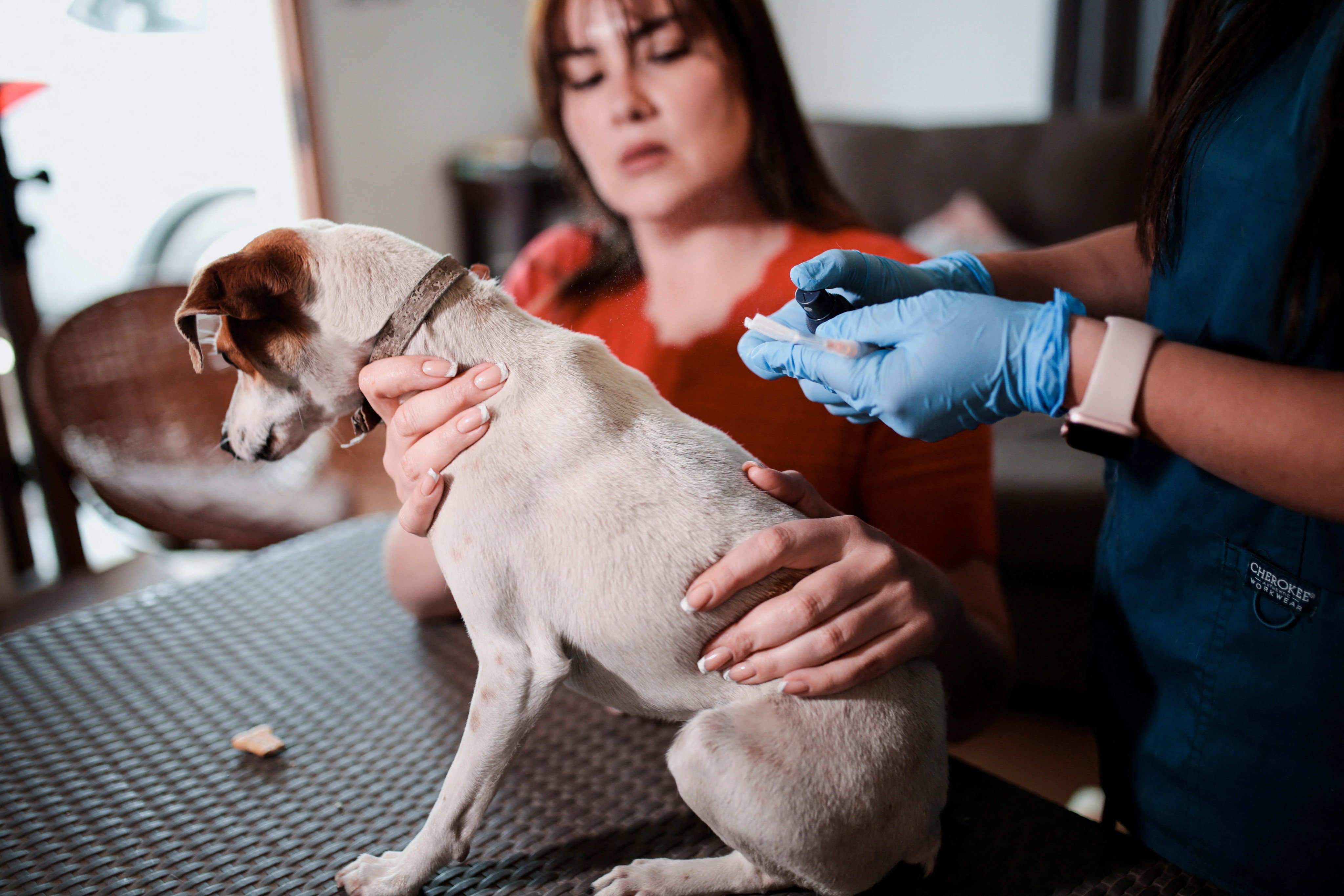 A vet prepares a dog before it receives a neutering injection in Santiago, Chile, on Thursday. Photo: Reuters