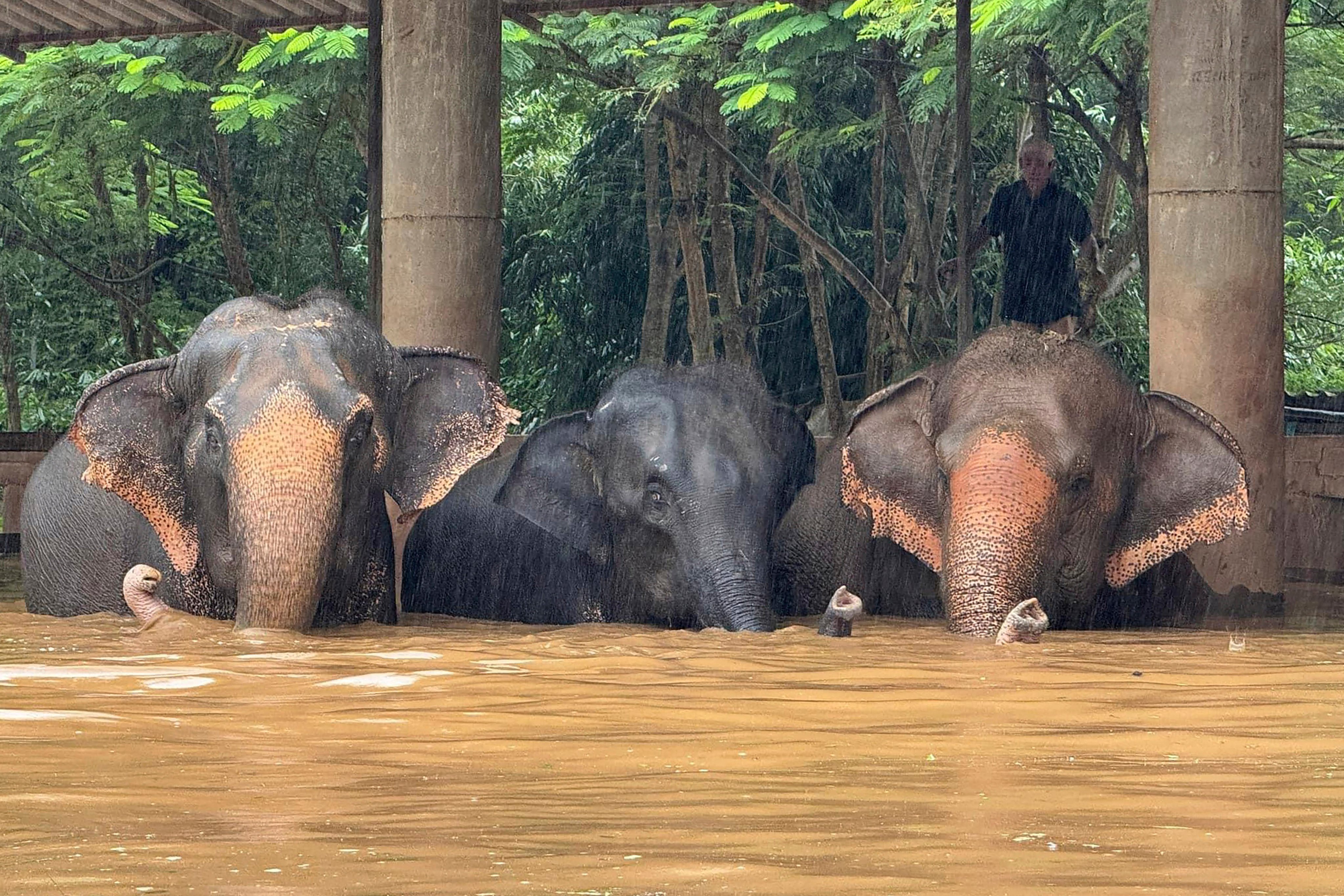 Elephants stand in floodwaters at a sanctuary in Thailand’s Chiang Mai province on October 3. Photo: Photo: Elephant Nature Park Via AP