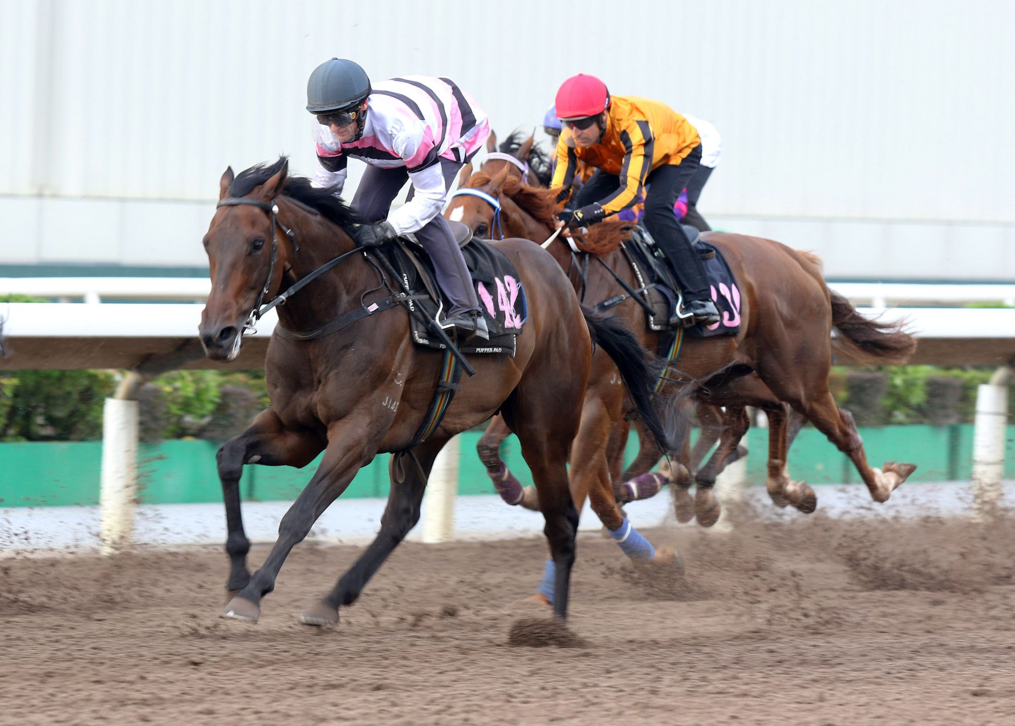 Divano in action under Zac Purton in a dirt trial.