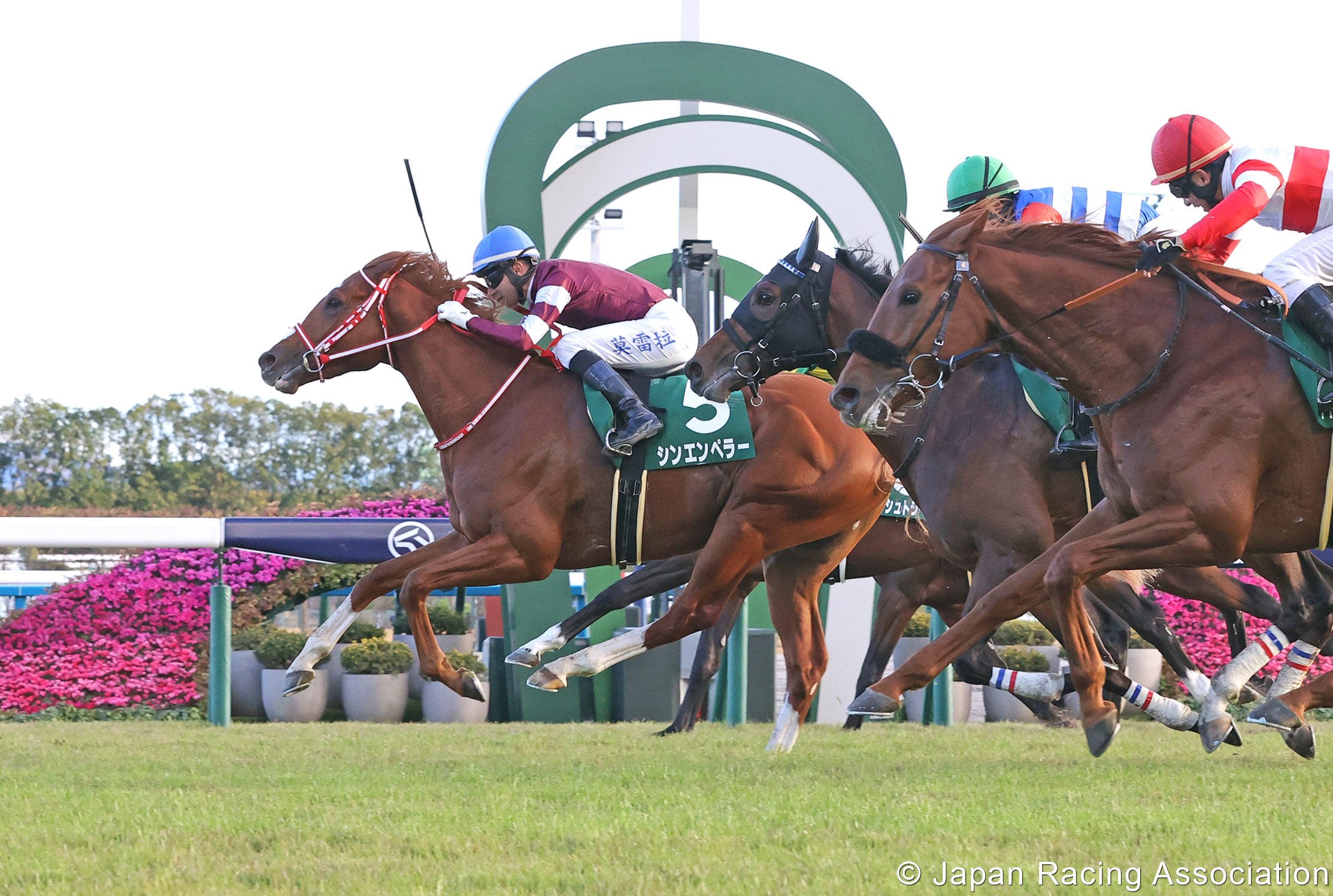 Shin Emperor wins on home soil last year. Photo: JRA