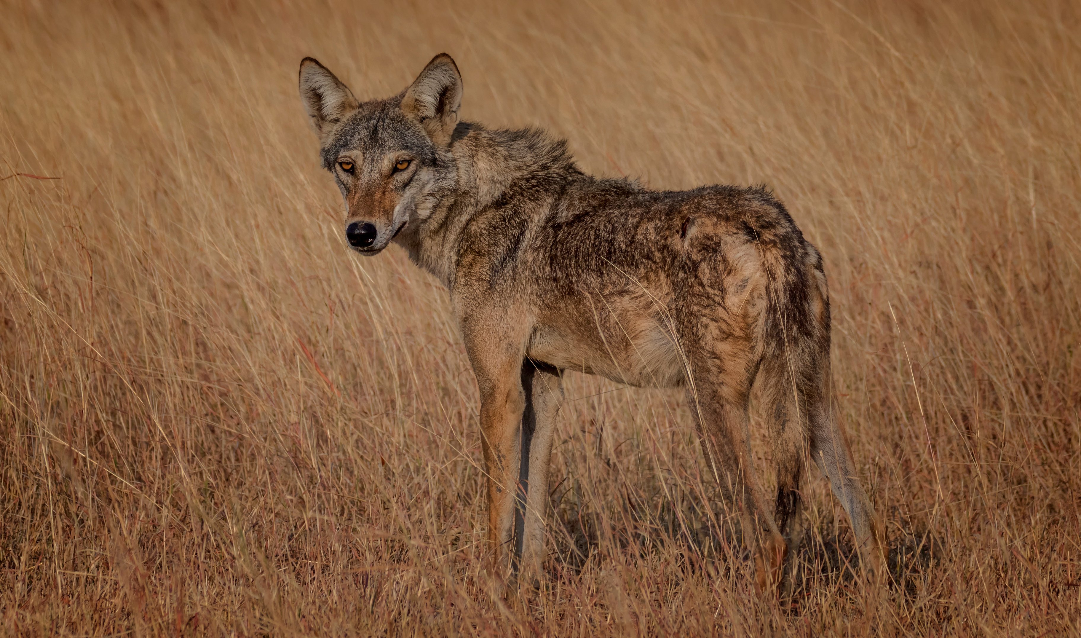 The Indian wolf (Canis lupus pallipes) is a subspecies of grey wolf that ranges from Southwest Asia to the Indian Subcontinent. Indian wolves are the largest species of canid found in India. Photo: Shutterstock.