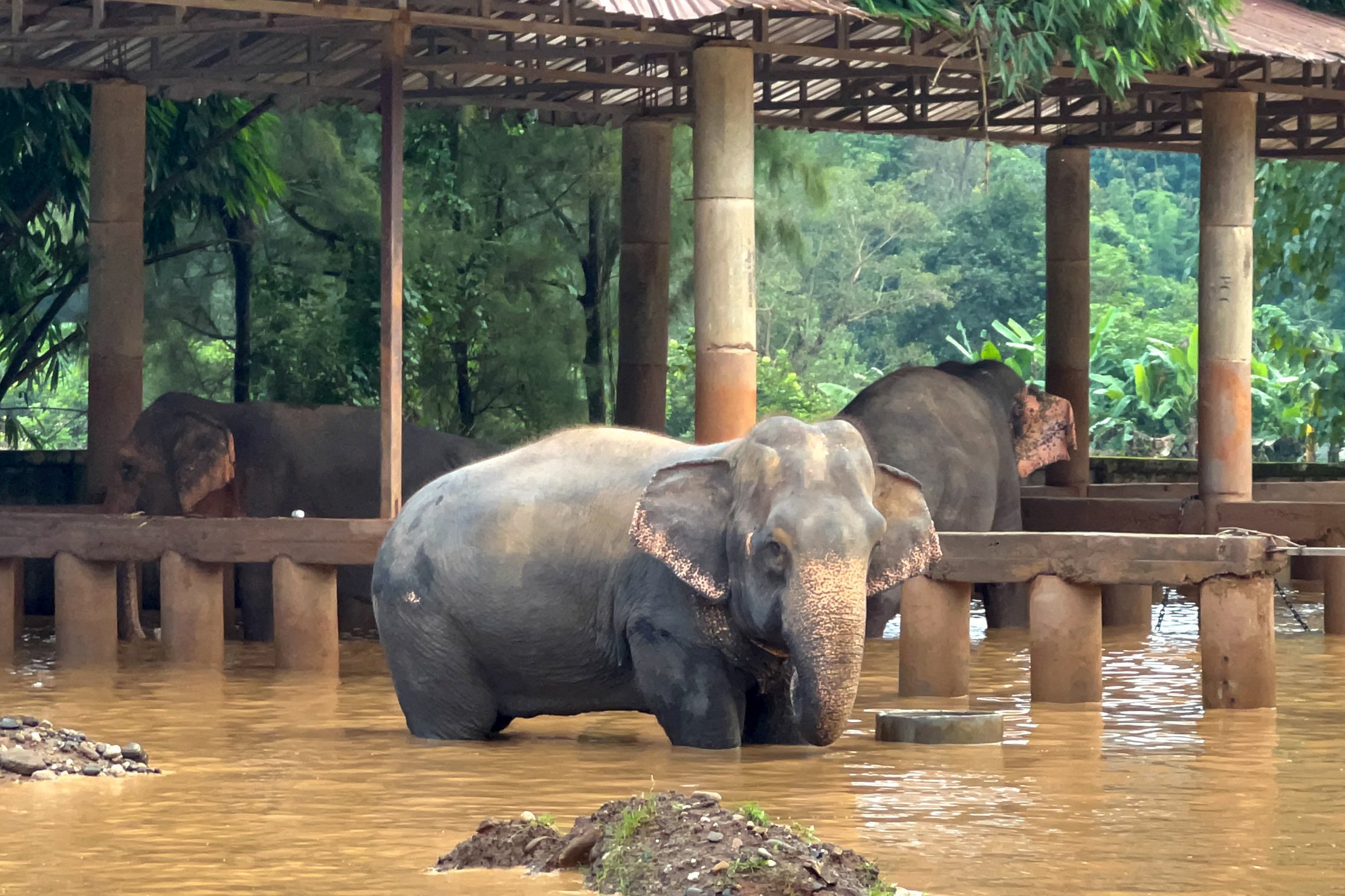 Elephants in a flooded area at Chiang Mai-based Elephant Nature Park, in Thailand’s northern Chiang Mai province, on Friday. Photo: Reuters