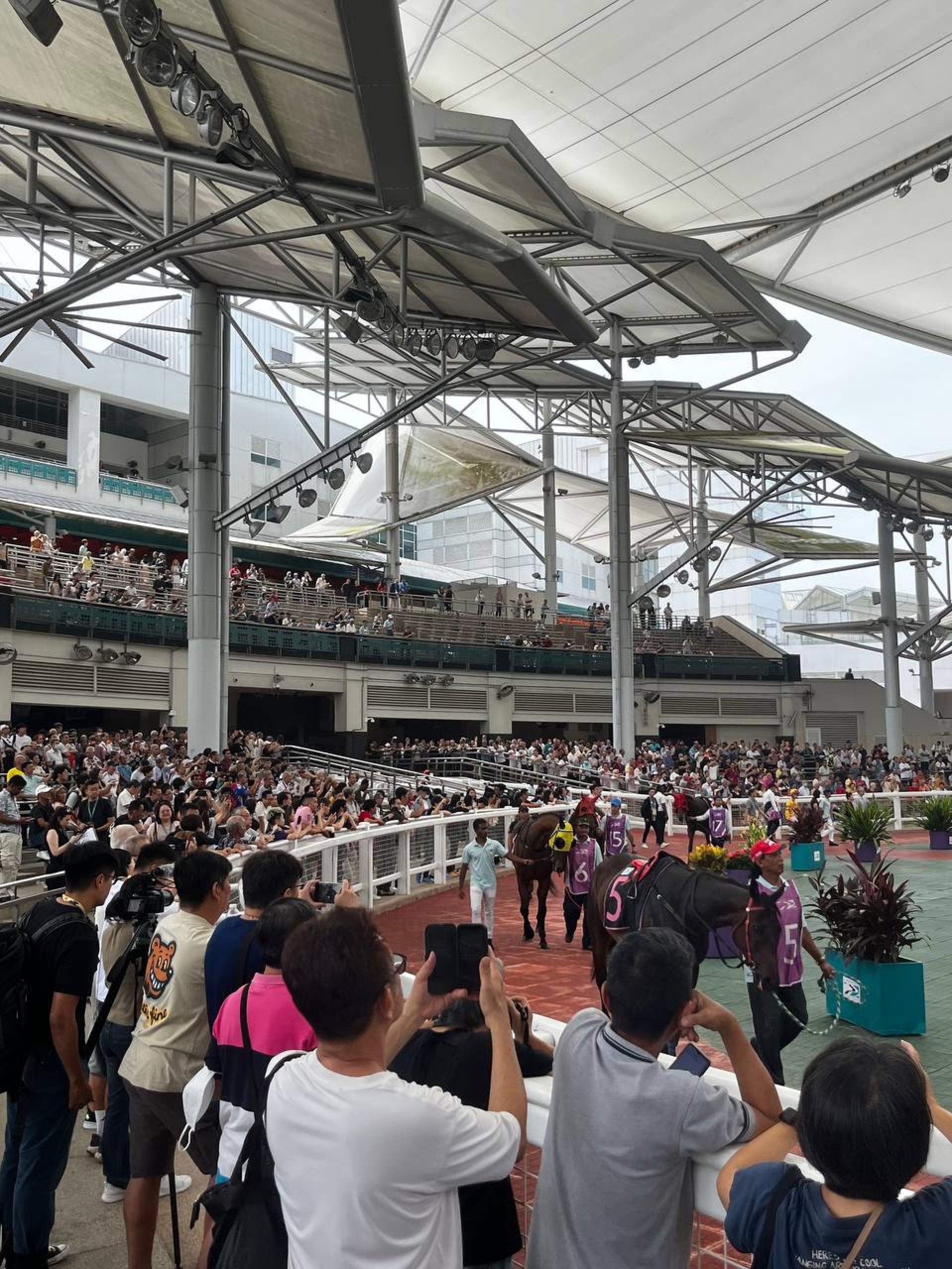 Punters survey the horses in the Kranji parade ring before a race on Saturday. Photo: Jean Iau