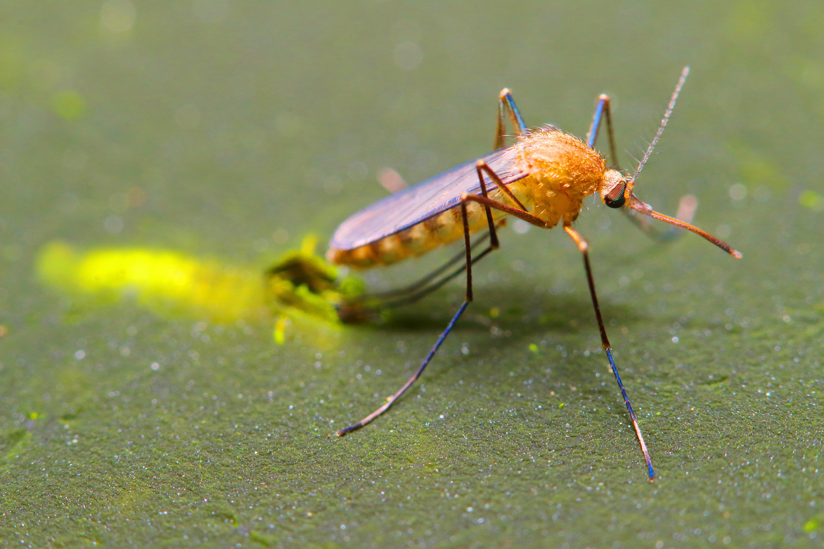 Dengue cases have doubled as mosquitoes spread with climate change. Photo: Shutterstock 