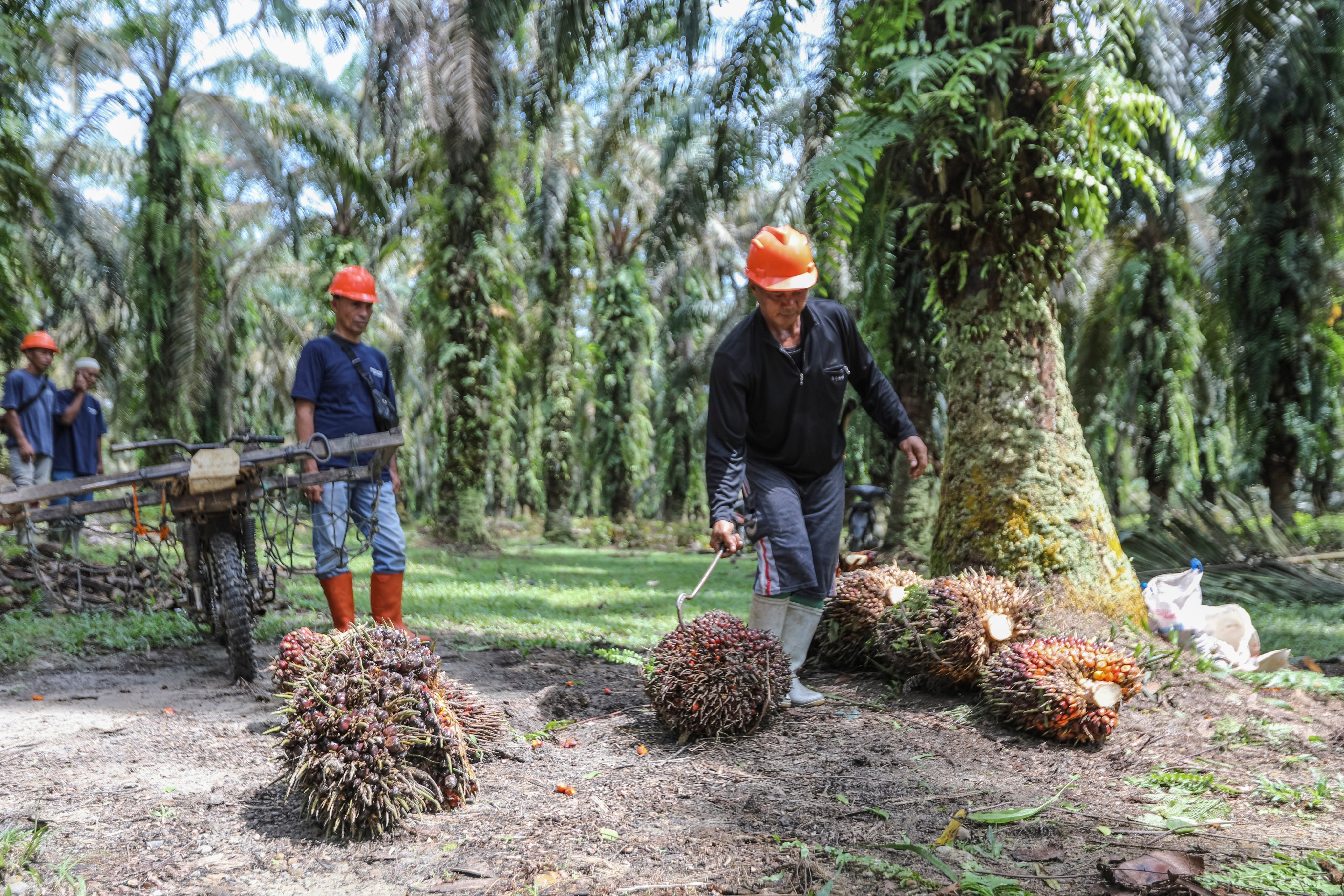 Palm oil farmers harvest palm fruits at a plantation in Aceh, Indonesia. Photo: EPA-EFE