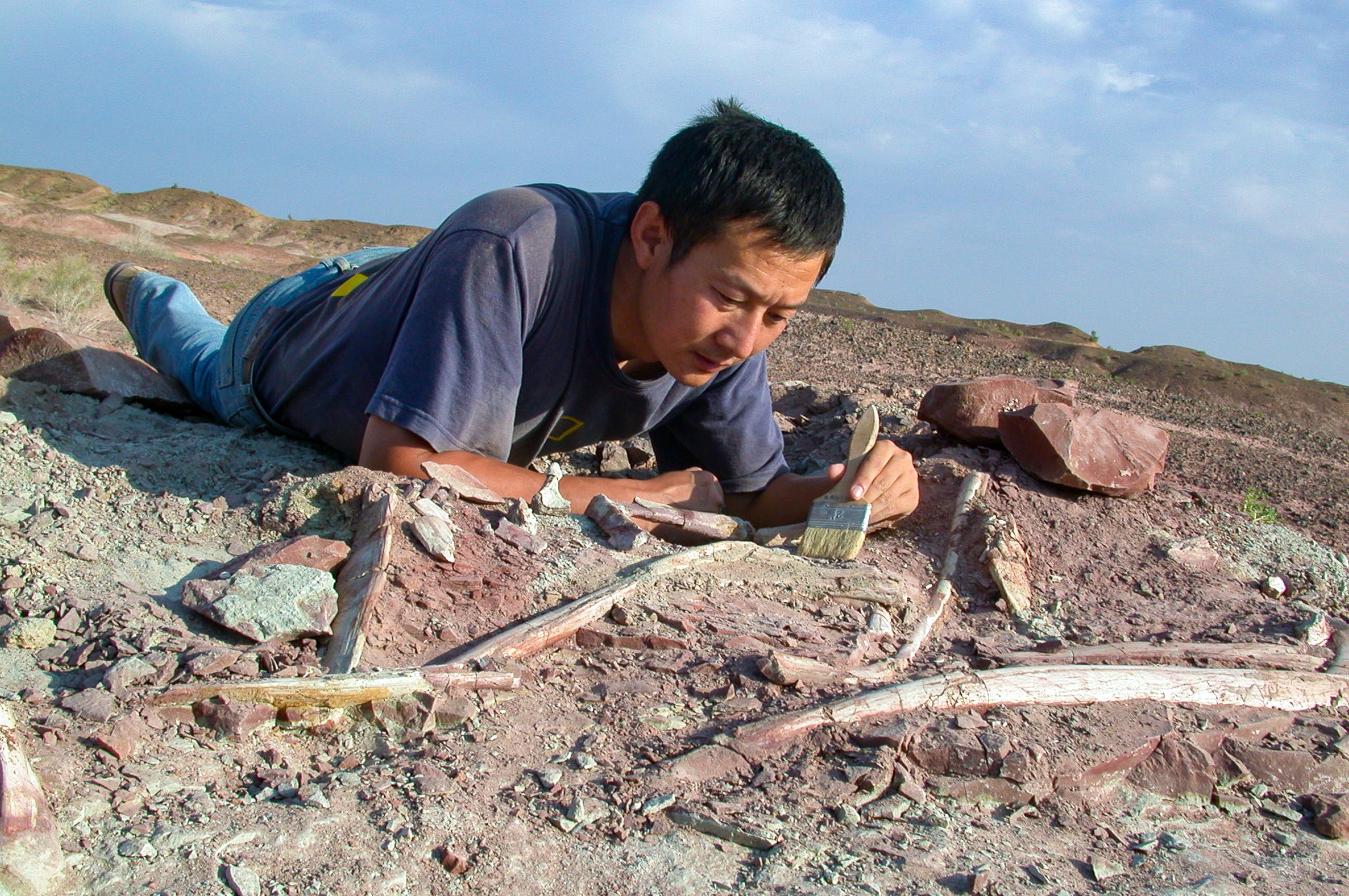 Chinese dinosaur researcher Xu Xing gathers fossils at a field site. Photo: Handout