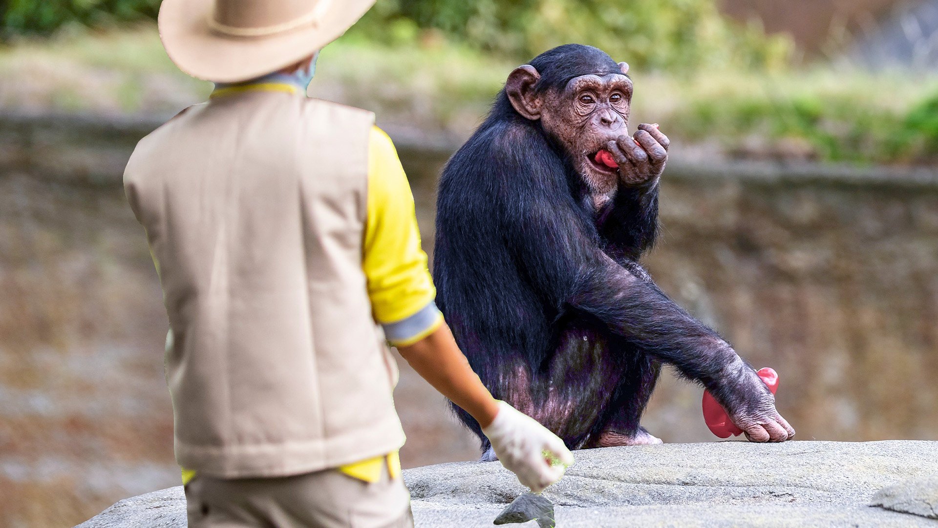 Police in Japan are investigating a zookeeper suspected of stealing animal food supplies for his own use, and profit. Photo: SCMP composite/Shutterstock