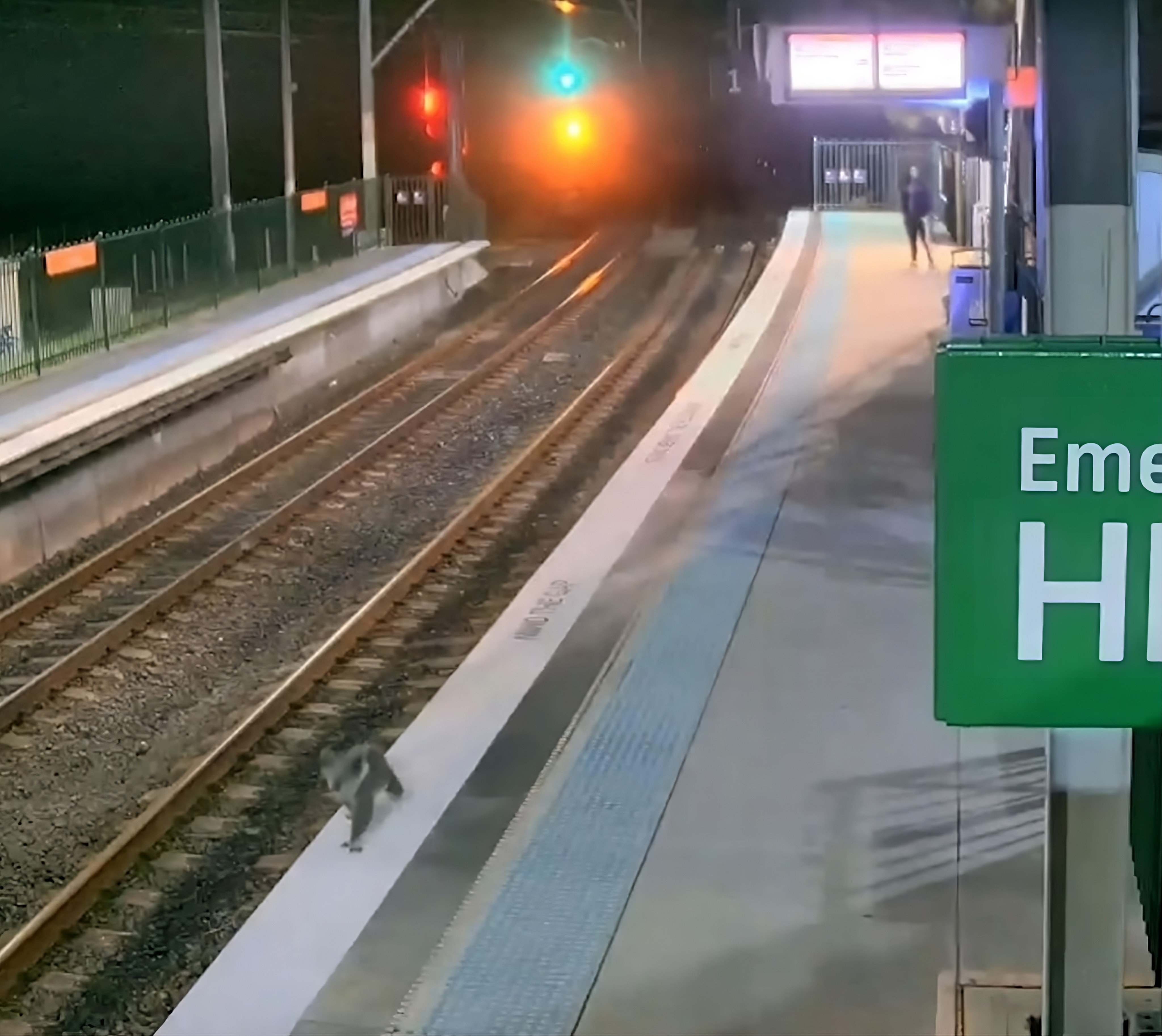 A koala walks perilously close to the platform edge at Sydney’s Casula station in this still from video footage released by Transport for New South Wales. Photo: Facebook/TransportforNSW