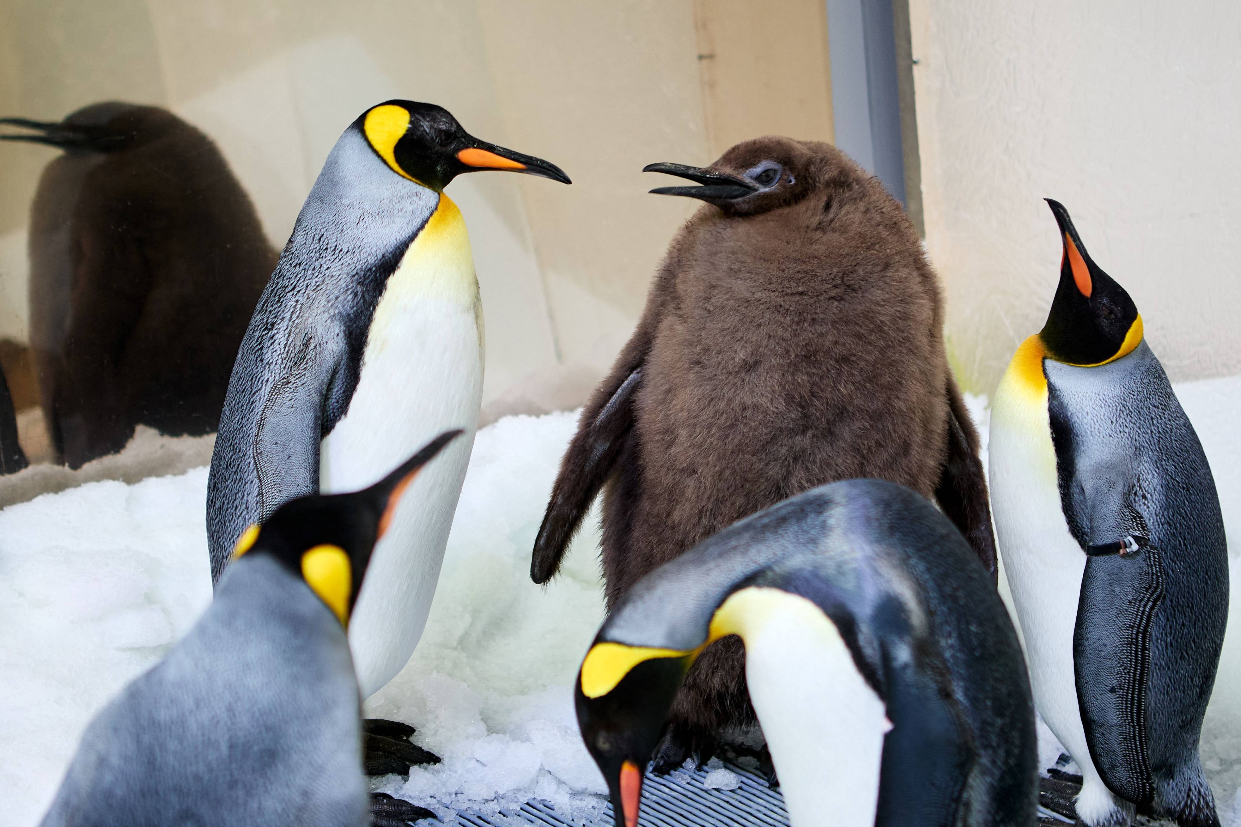 Pesto (centre) is a nine-month-old penguin chick who is heavier than both of his parents, though chicks can get even bigger in the wild. Photo: AFP / Sea Life Melbourne