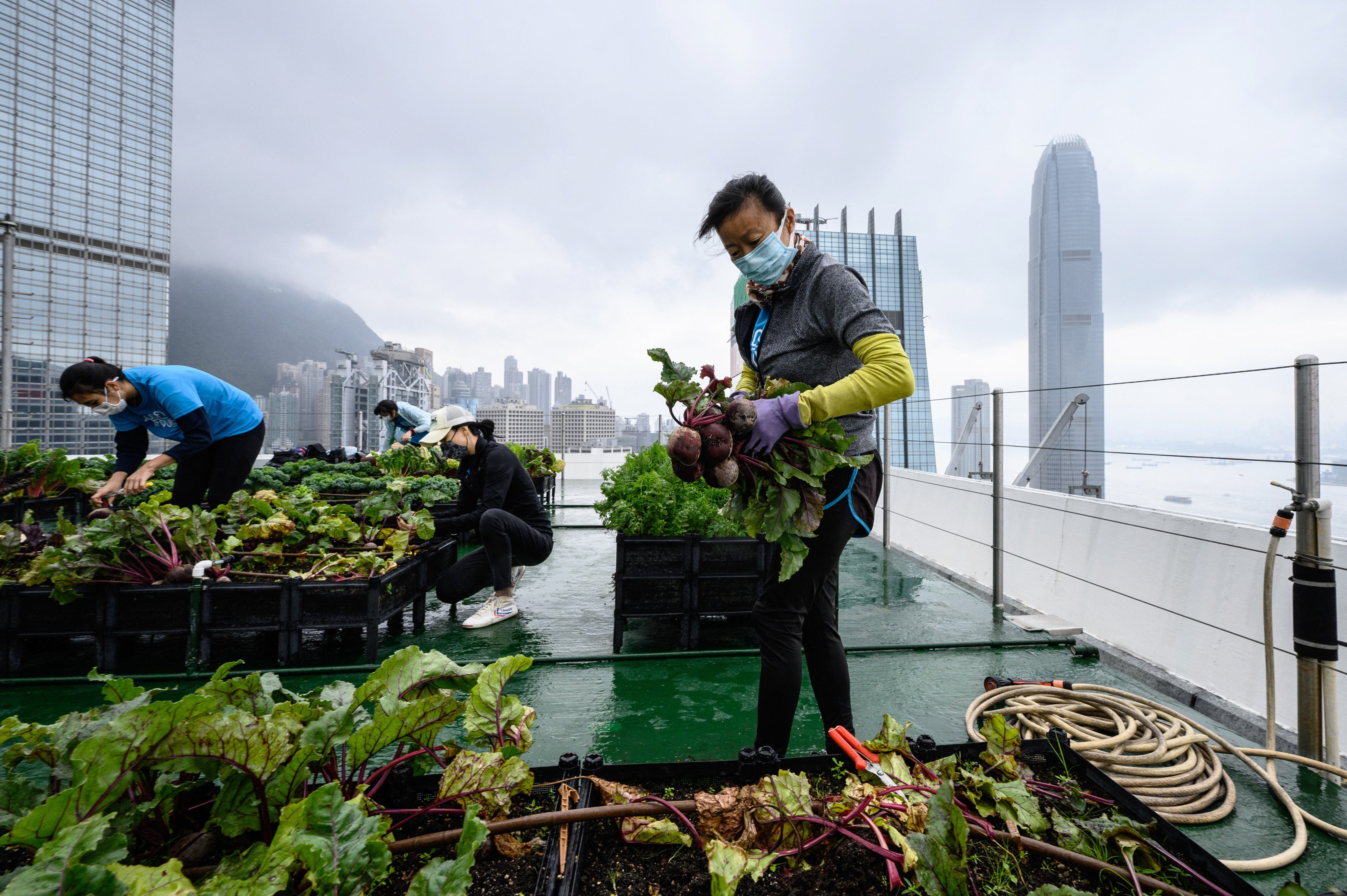 Rooftop farms can even be used to grow vegetables for people to eat. Photo: AFP