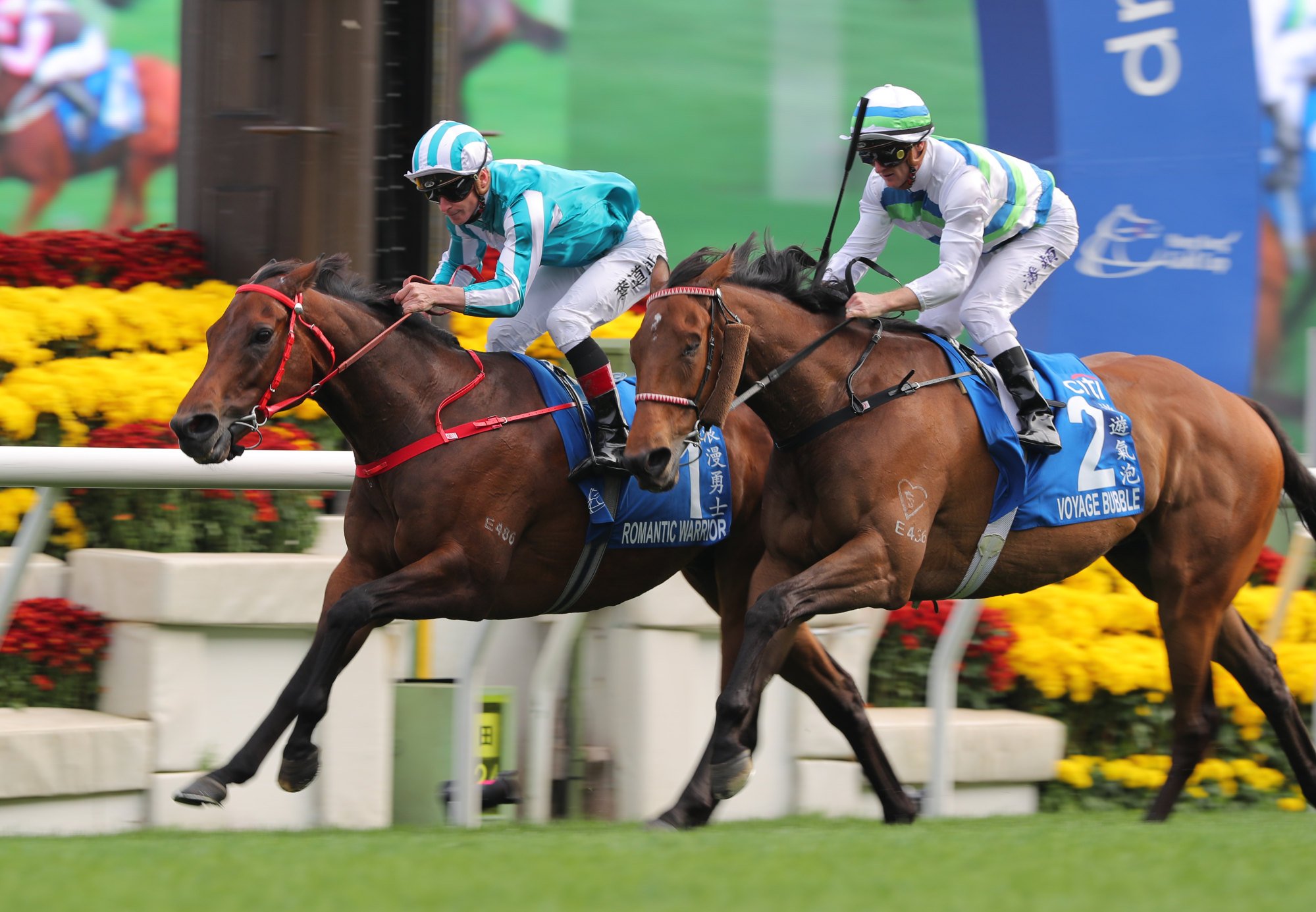 Voyage Bubble runs second to Romantic Warrior in the Gold Cup in February.