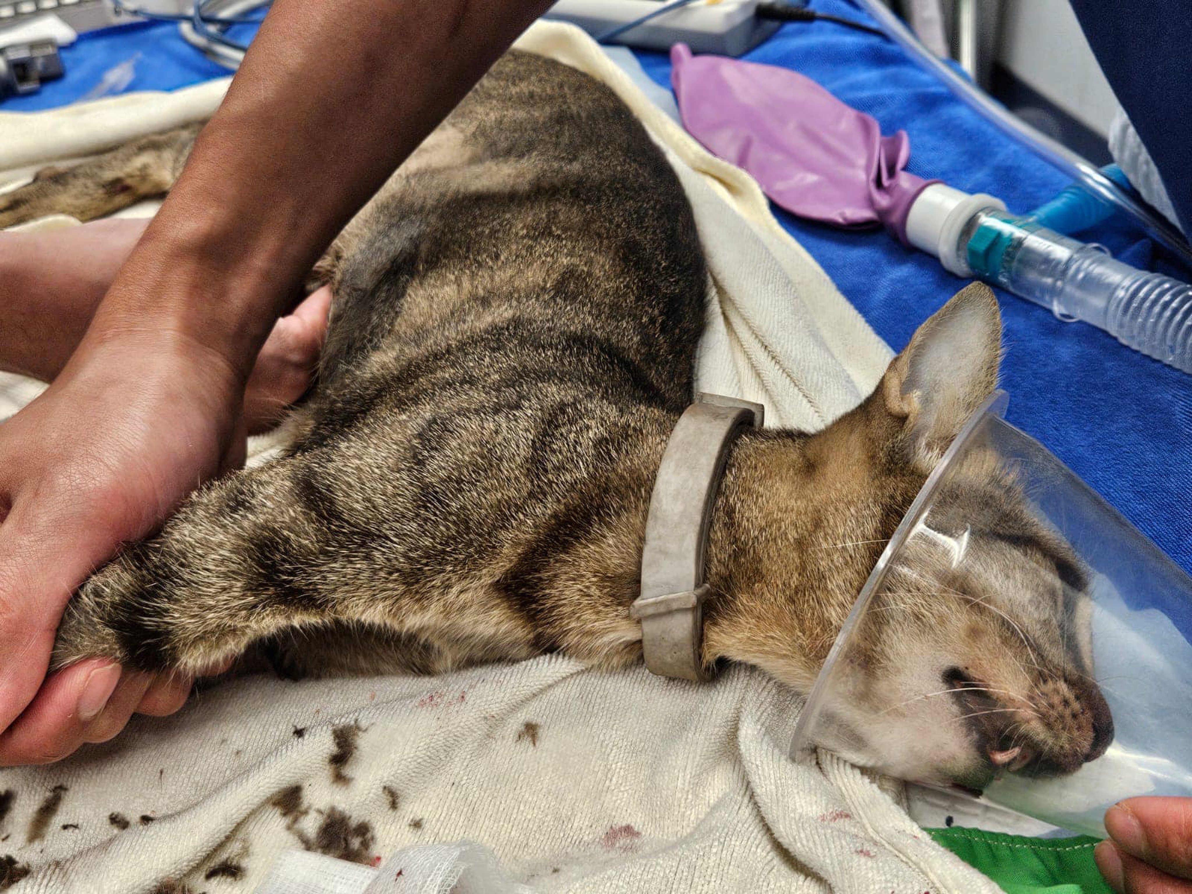 The injured cat, which later died, was found on Kam Tin Road in the Shek Kong area of Yuen Long, police said. Photo: Handout 