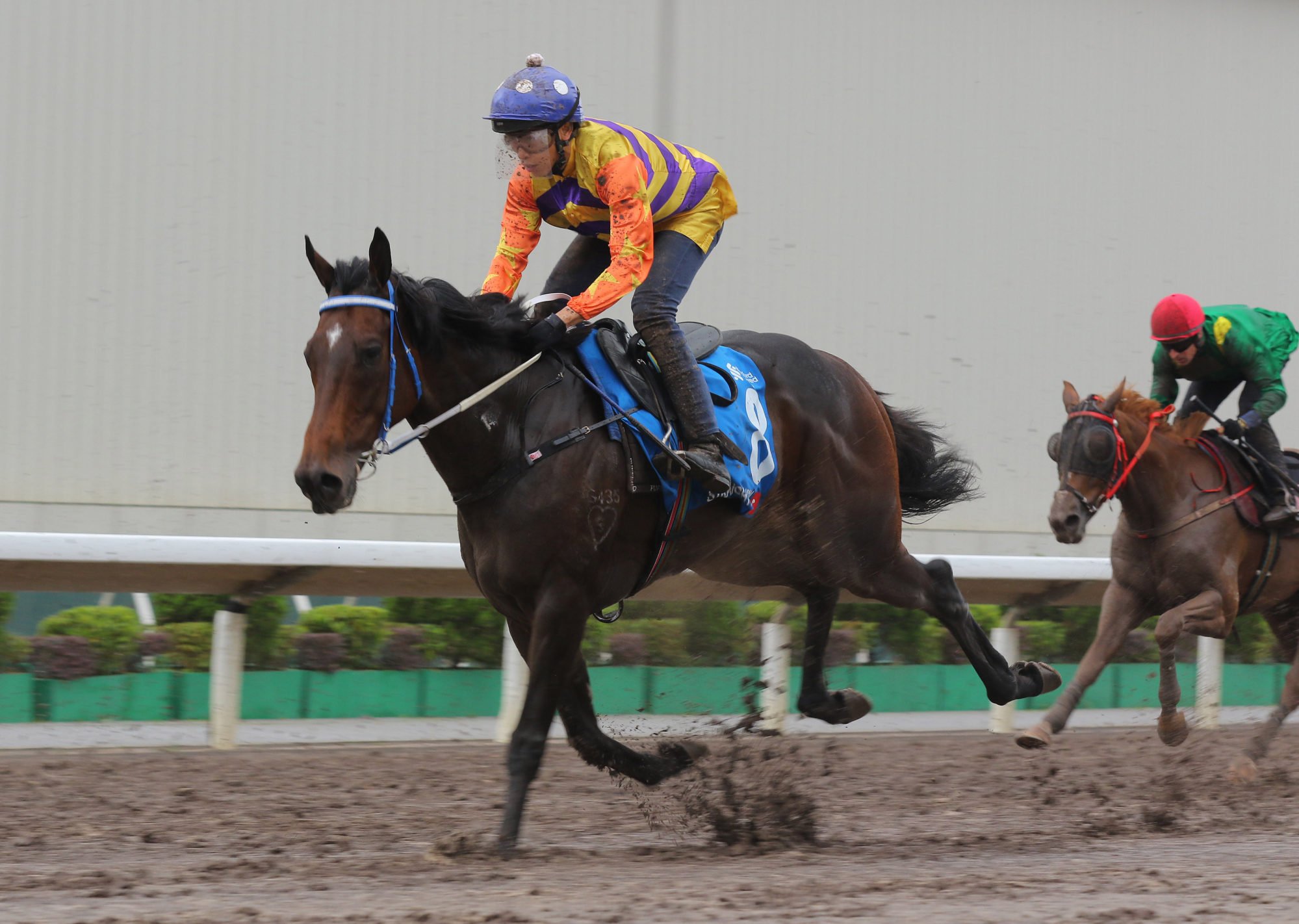 Straight Arron in action in a Sha Tin dirt trial.