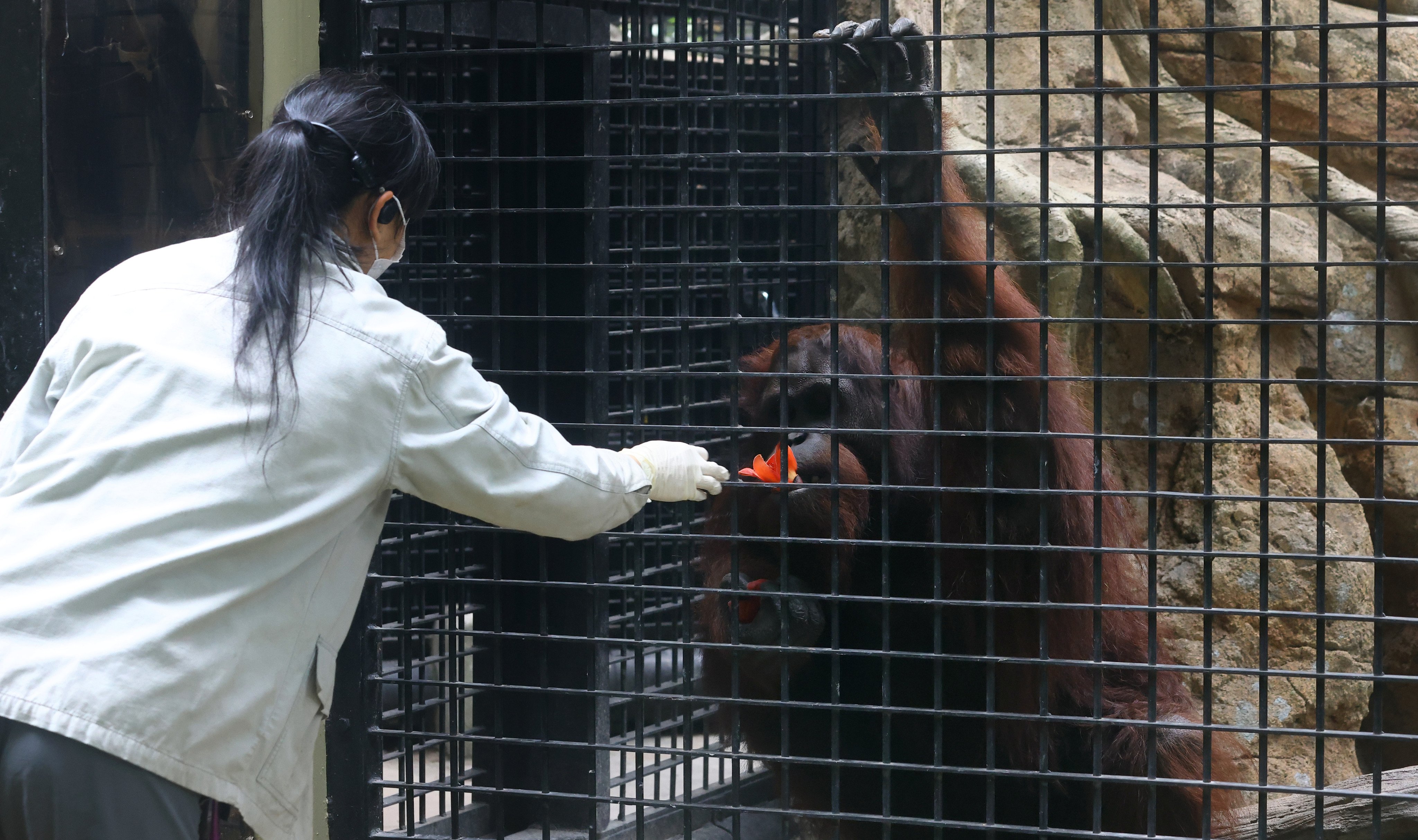 Eight animals have been found dead at a Hong Kong zoo. Photo: Dickson Lee