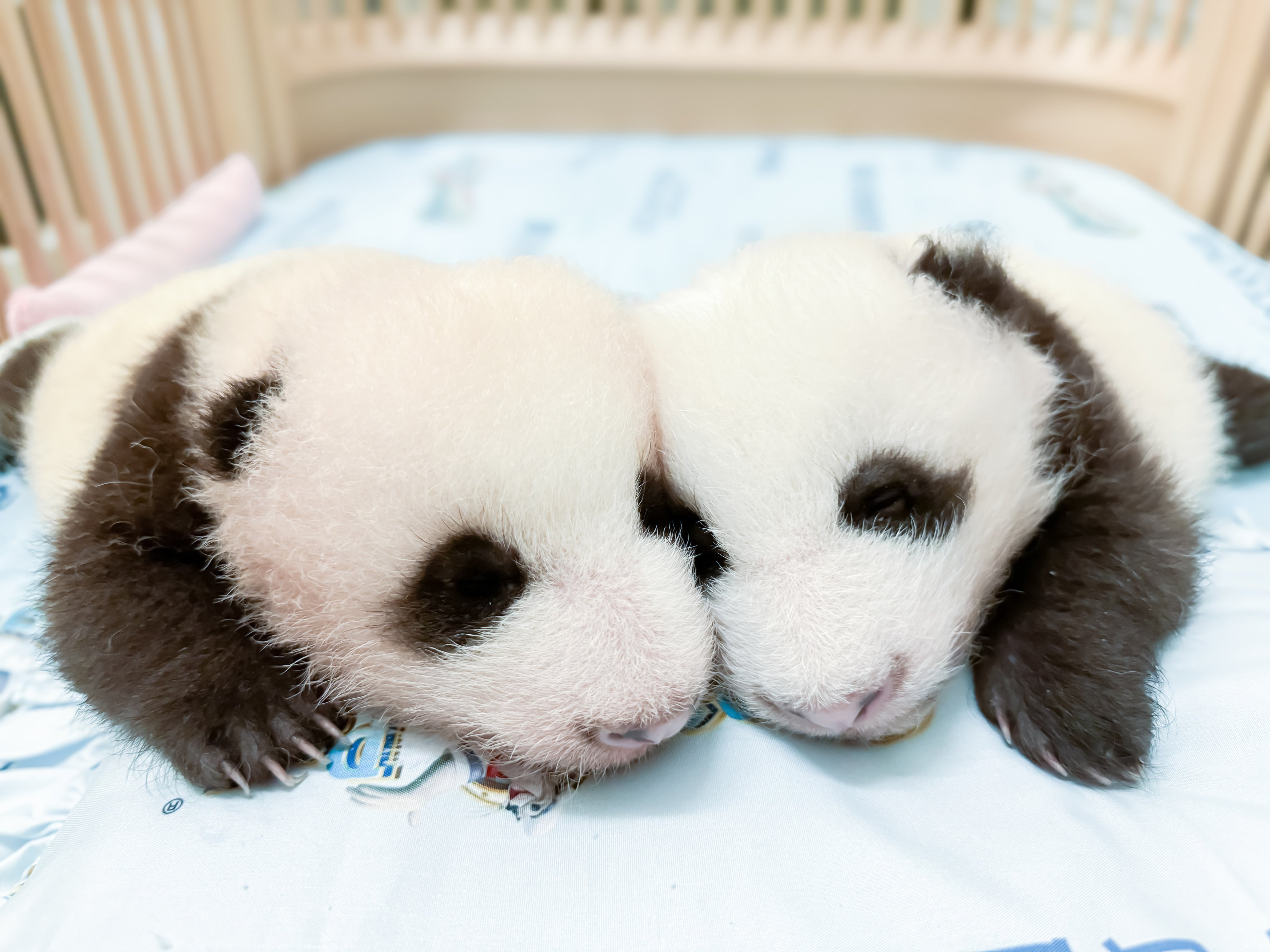 “Little Brother” (left) and and “Elder Sister” snuggle up in a cot. Photo: Ocean Park