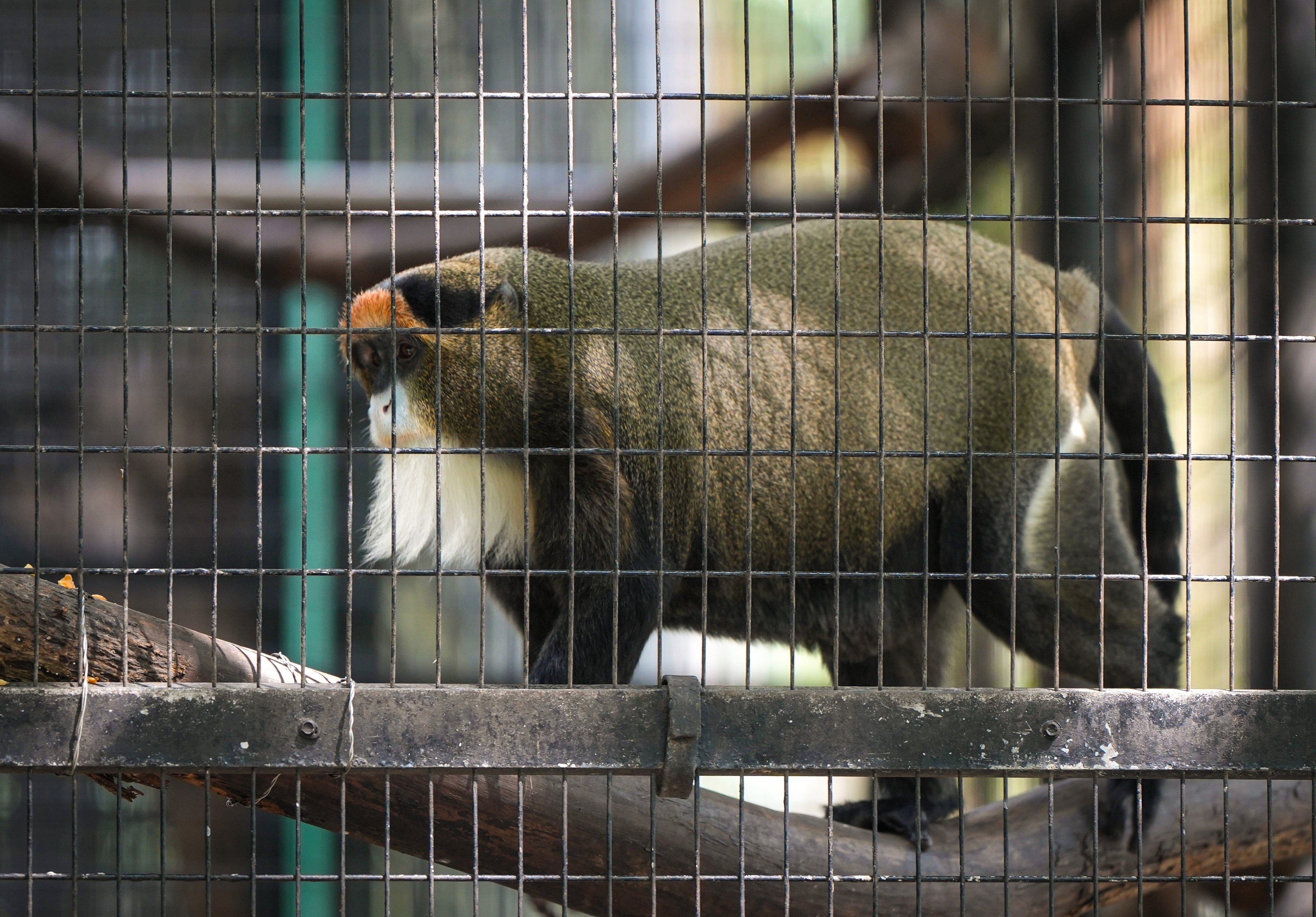 A De Brazza’s monkey was among eight animals found dead at the Hong Kong Zoological and Botanical Gardens on Sunday. Photo: Sam Tsang