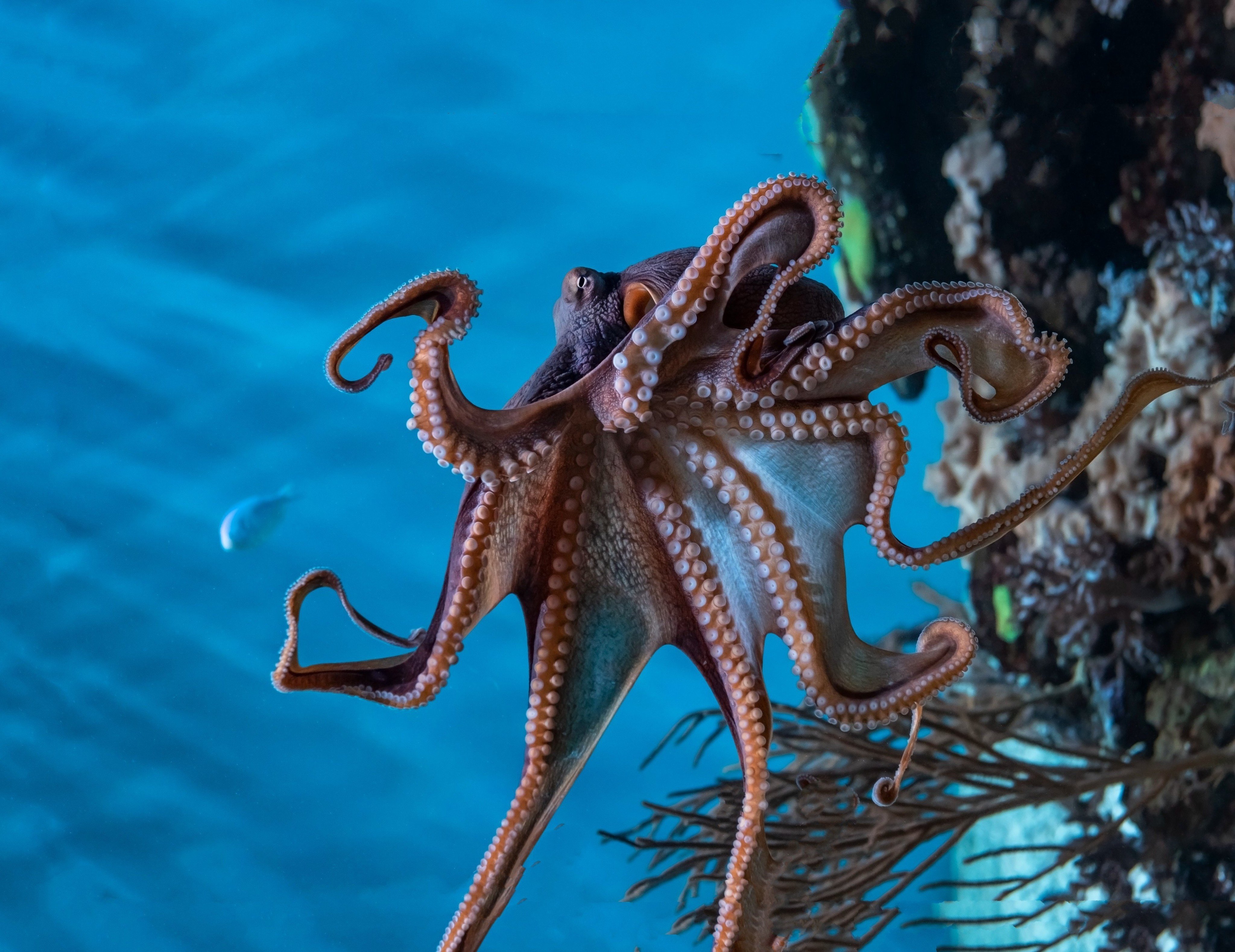 Octopuses are intelligent and solitary creatures and governments need to stop funding cruel octopus farms, says Compassion in World Farming. Photo: Shutterstock