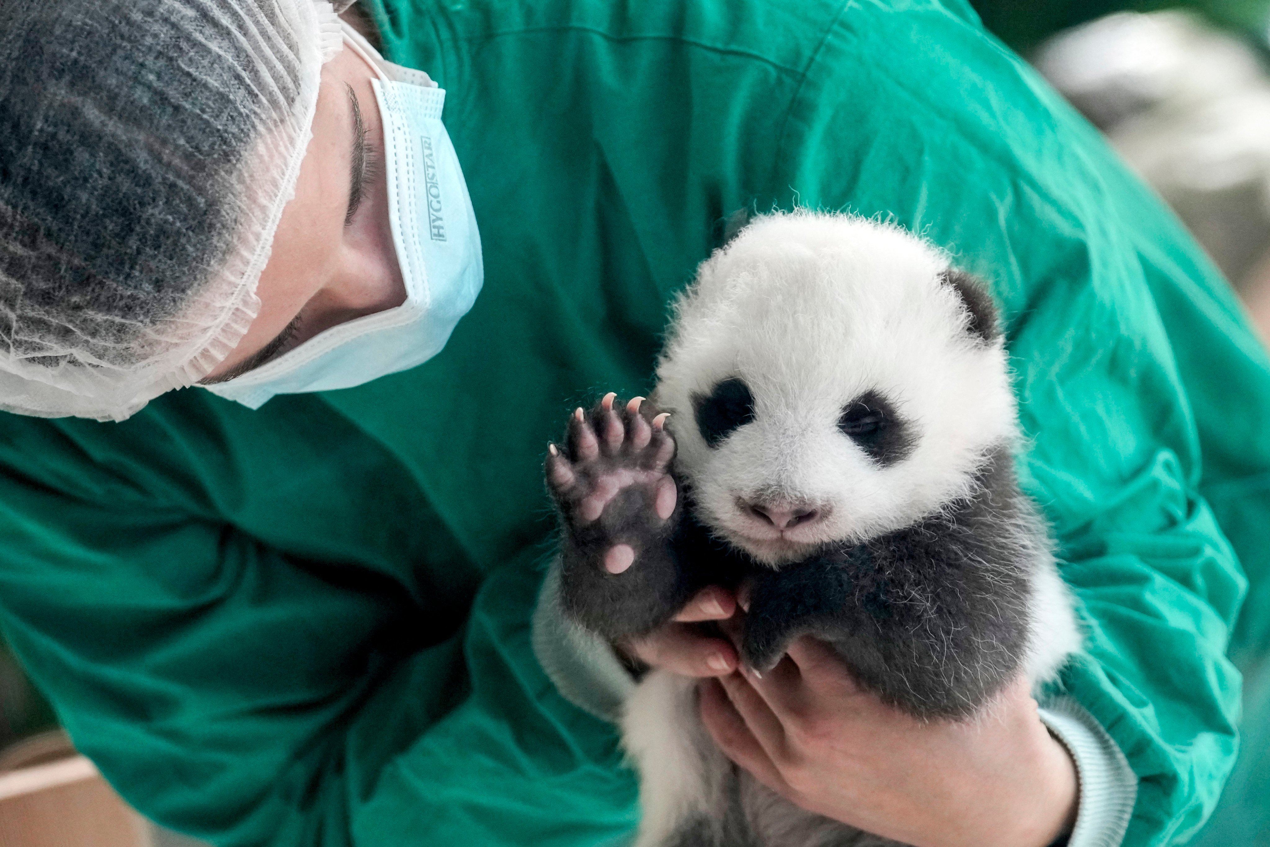 An employee of the Berlin zoo holds one of the newly born twin panda bear cubs. Photo: AP