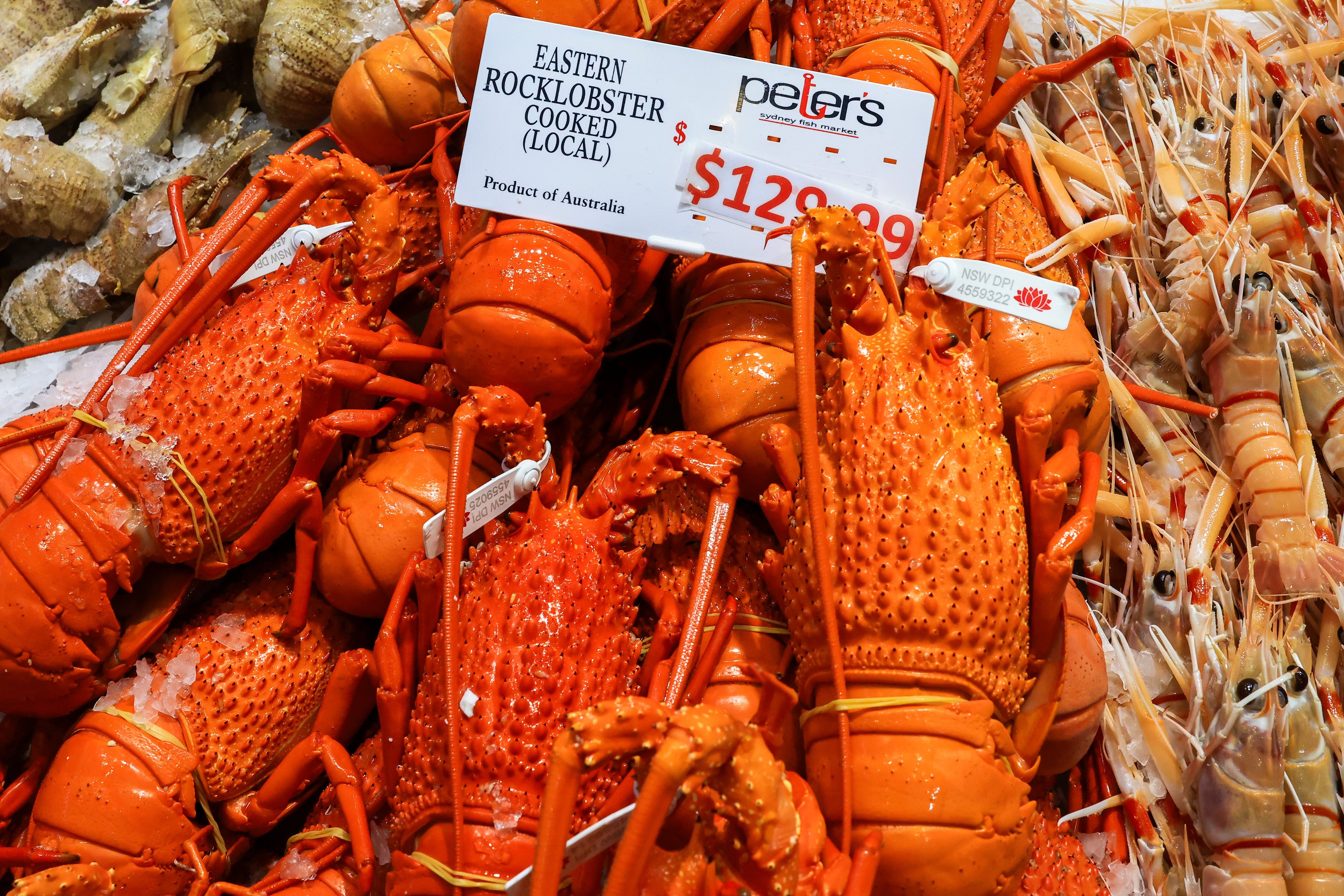 Cooked Eastern Rock Lobster is displayed at Sydney Fish Markets in December 2023. China’s trade ban on Australian lobsters is to end after more than three years. Photo: Getty Images