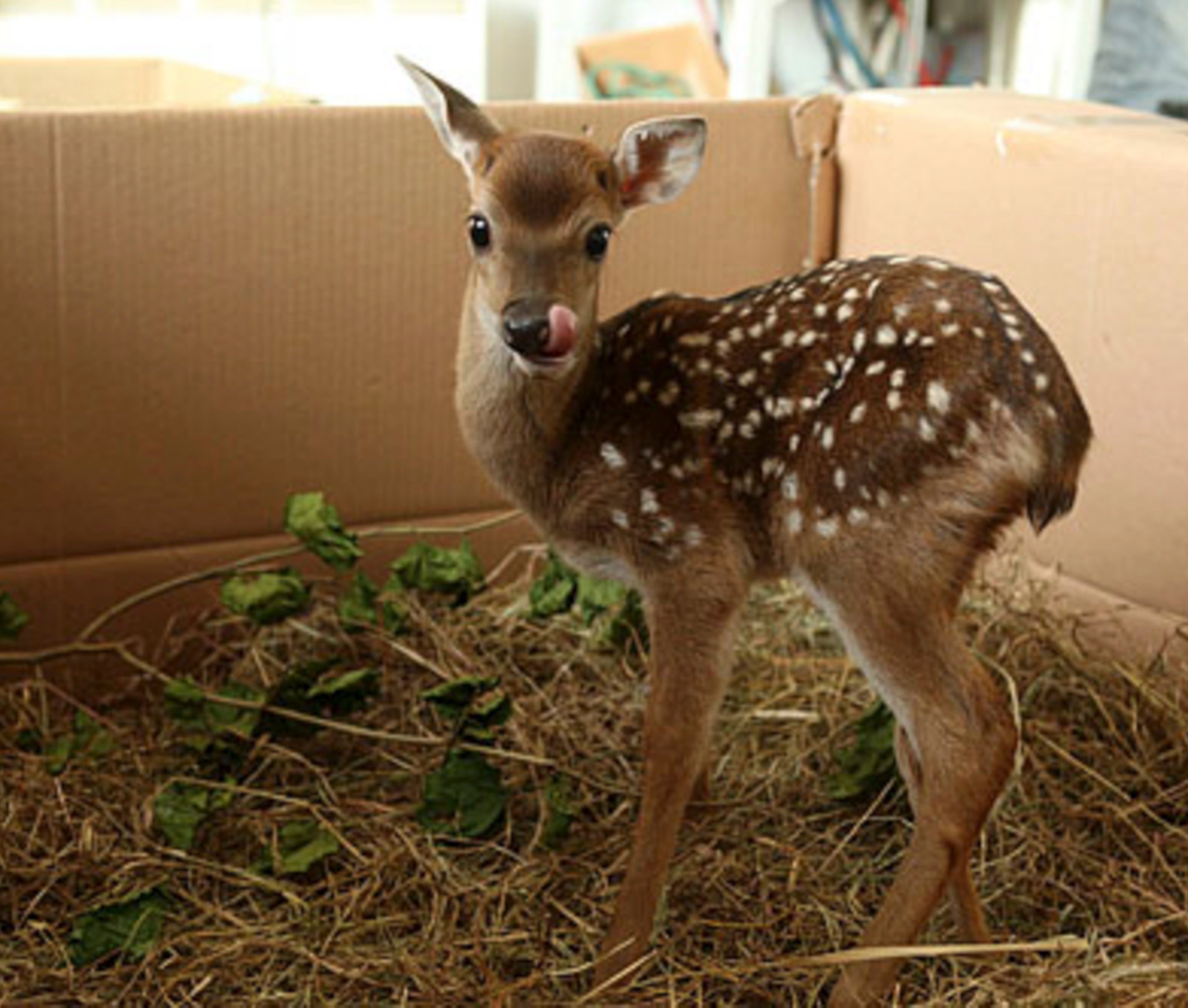 Taiwan is looking to sika deer to act as peace envoys. Photo: Chinanews.com