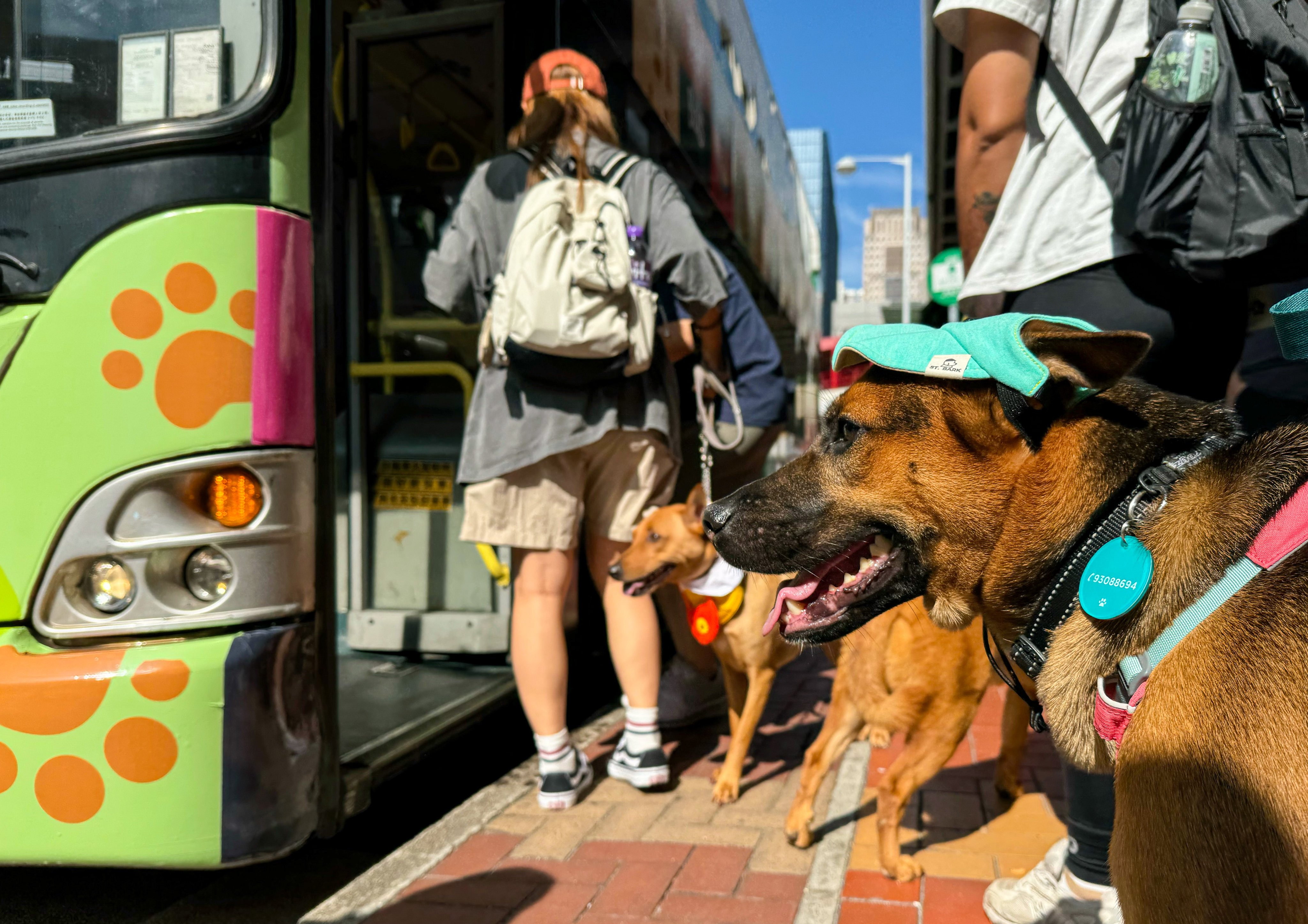 Hong Kong’s first pet-friendly bus service delights owners and furry friends alike. Photo: Lo Hoi-ying