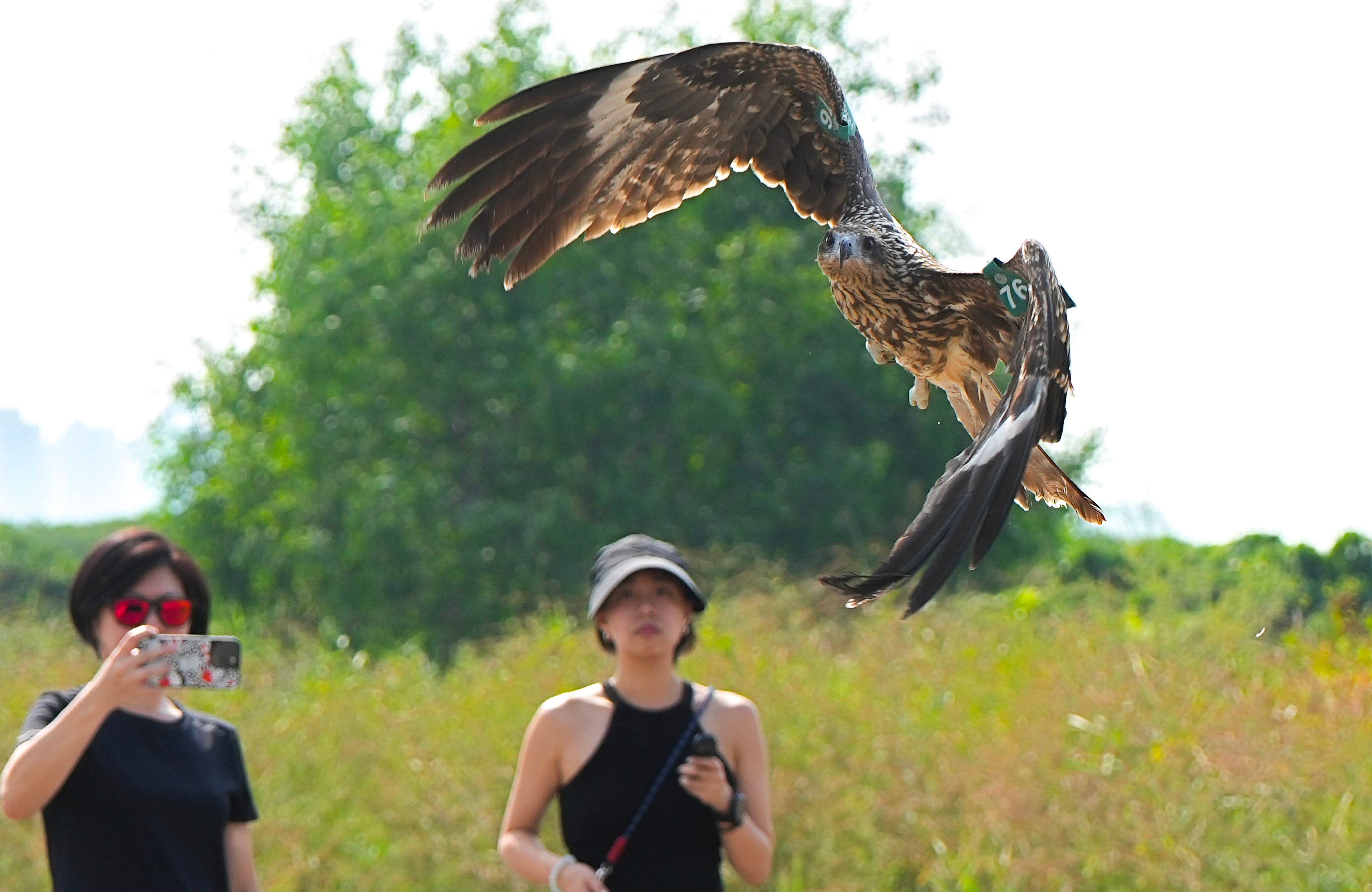 Kadoorie Farm and Botanic Garden staff release a black kite they rescued at Mai Po Nature Reserve. Photo: Sam Tsang