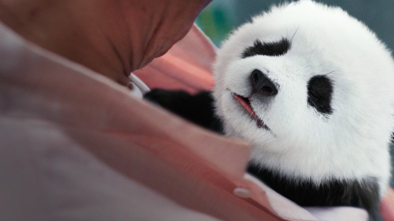 The CGI panda Hu Hu in a still from Panda Plan.