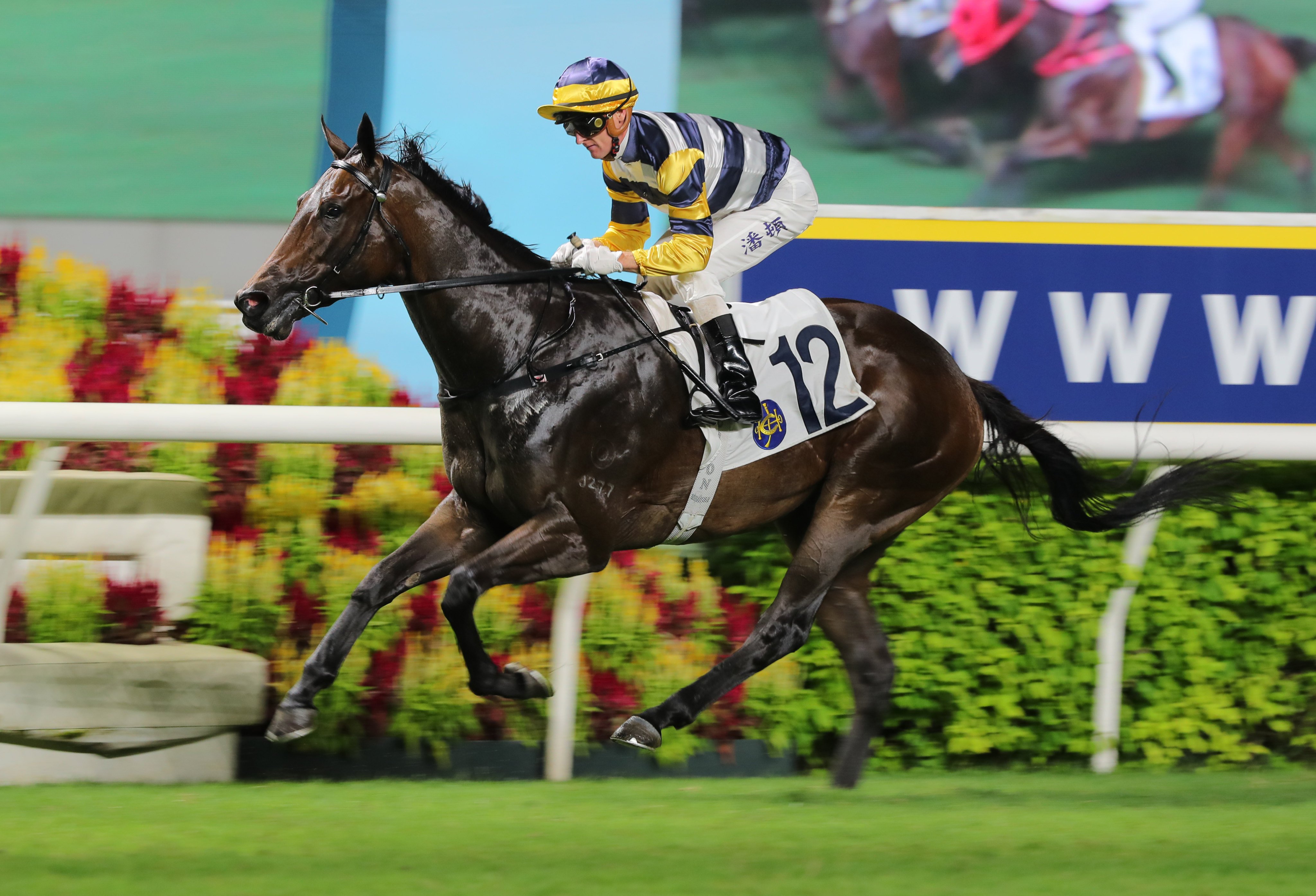 Packing Hermod looks to make it three from three at Sha Tin on Sunday. Photos: Kenneth Chan