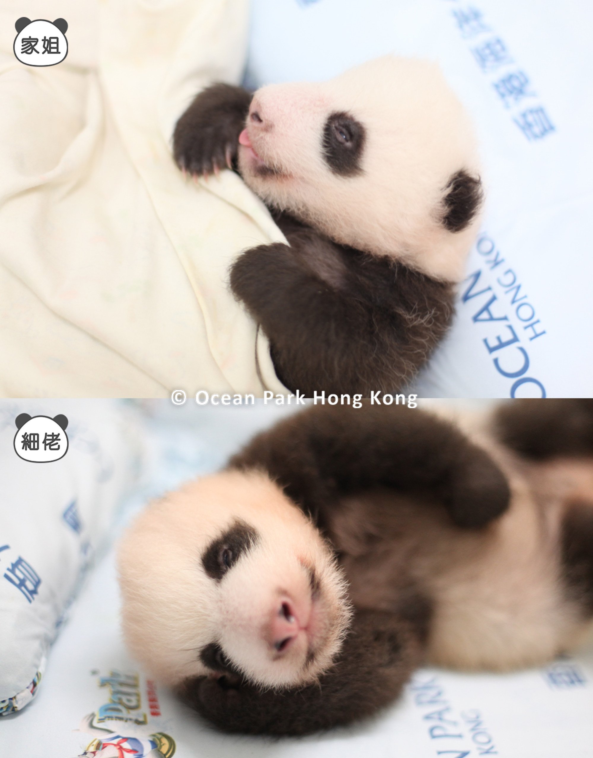 The two panda cubs have come a long way since they were born in August. Photo: Ocean Park Hong Kong