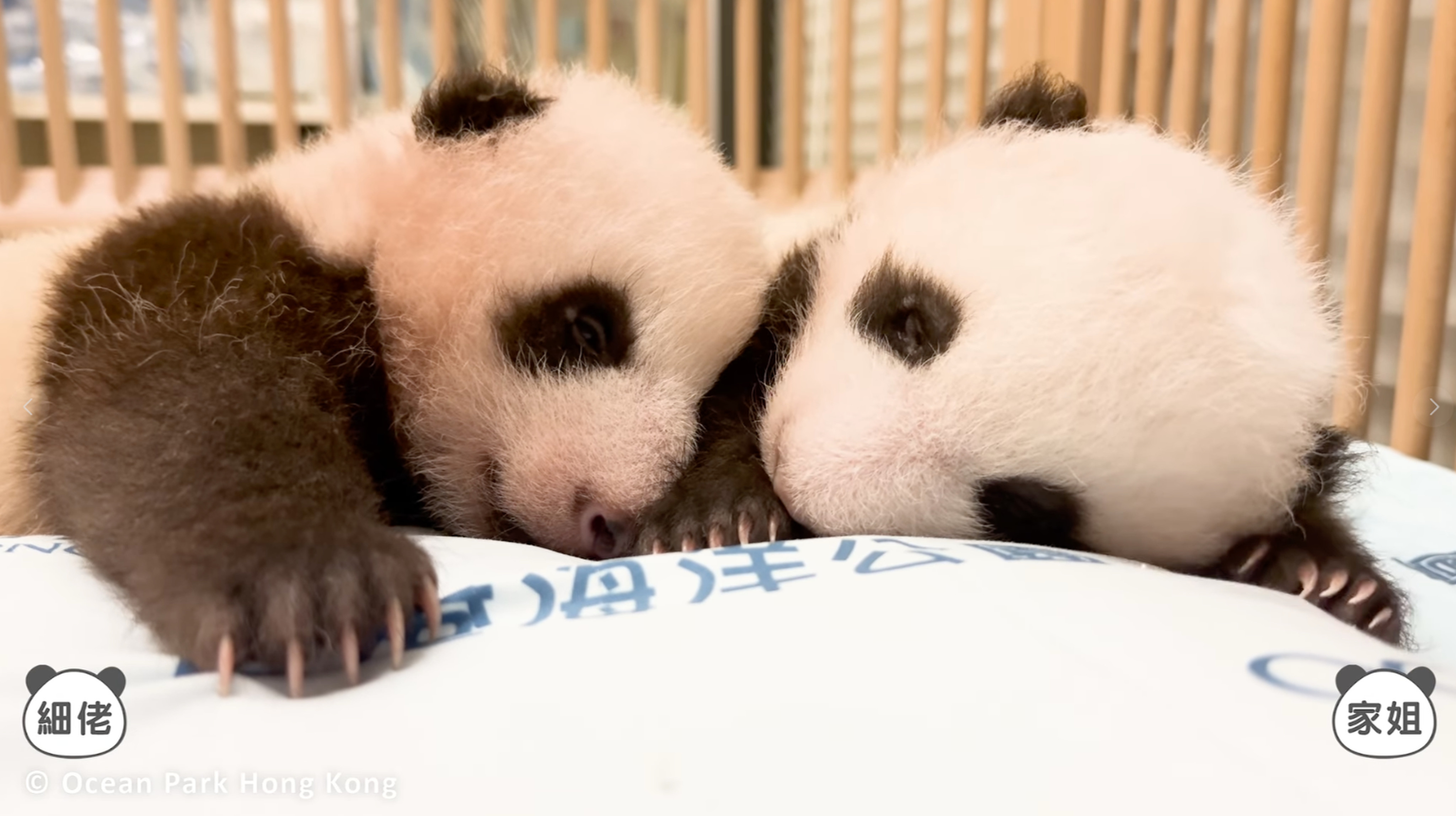 Panda Watch Tracking The Growth Of Hong Kong s Baby Panda Twins