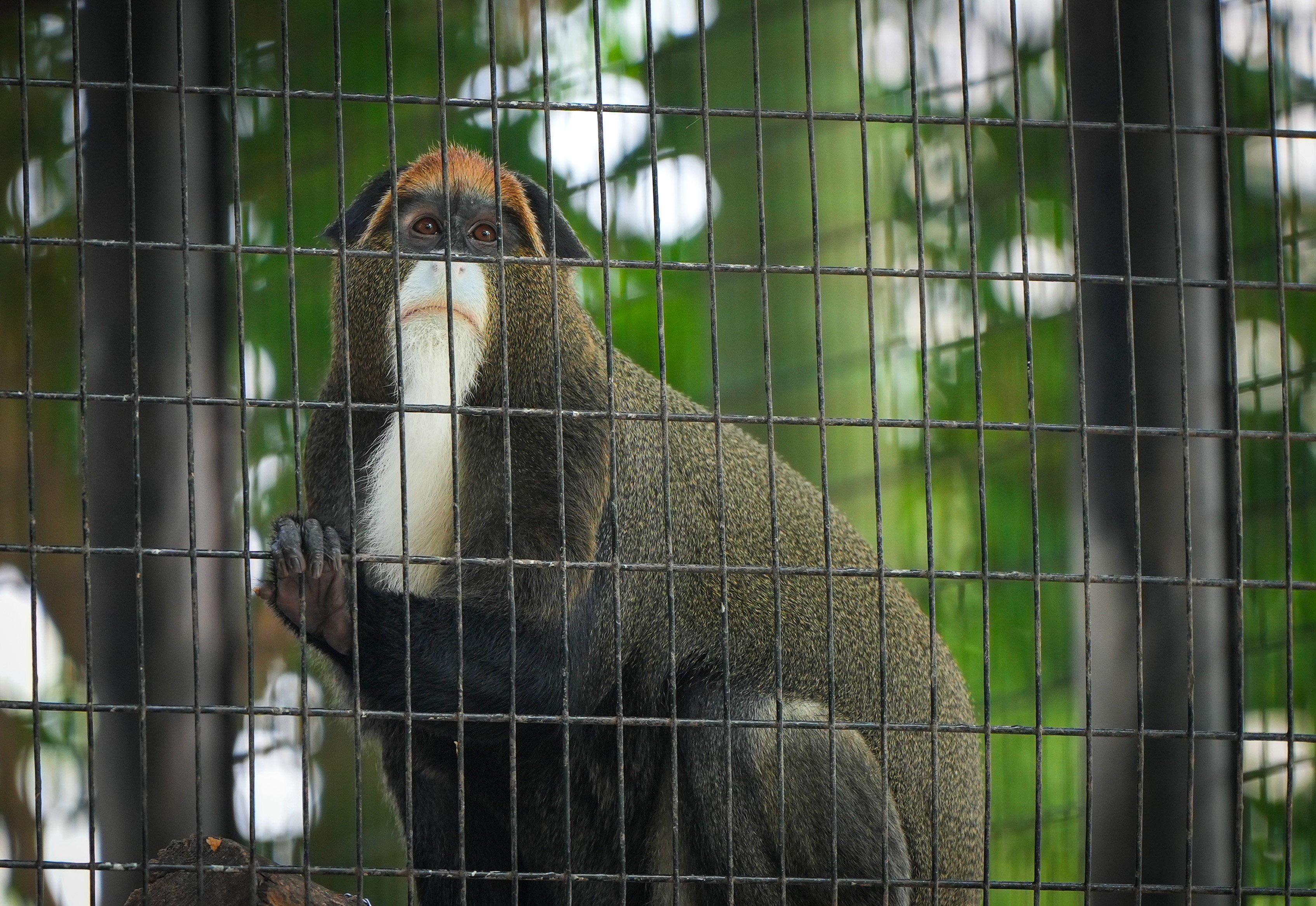 A De Brazza’s monkey at the Hong Kong Zoological and Botanical Gardens in Central. Photo: Sam Tsang