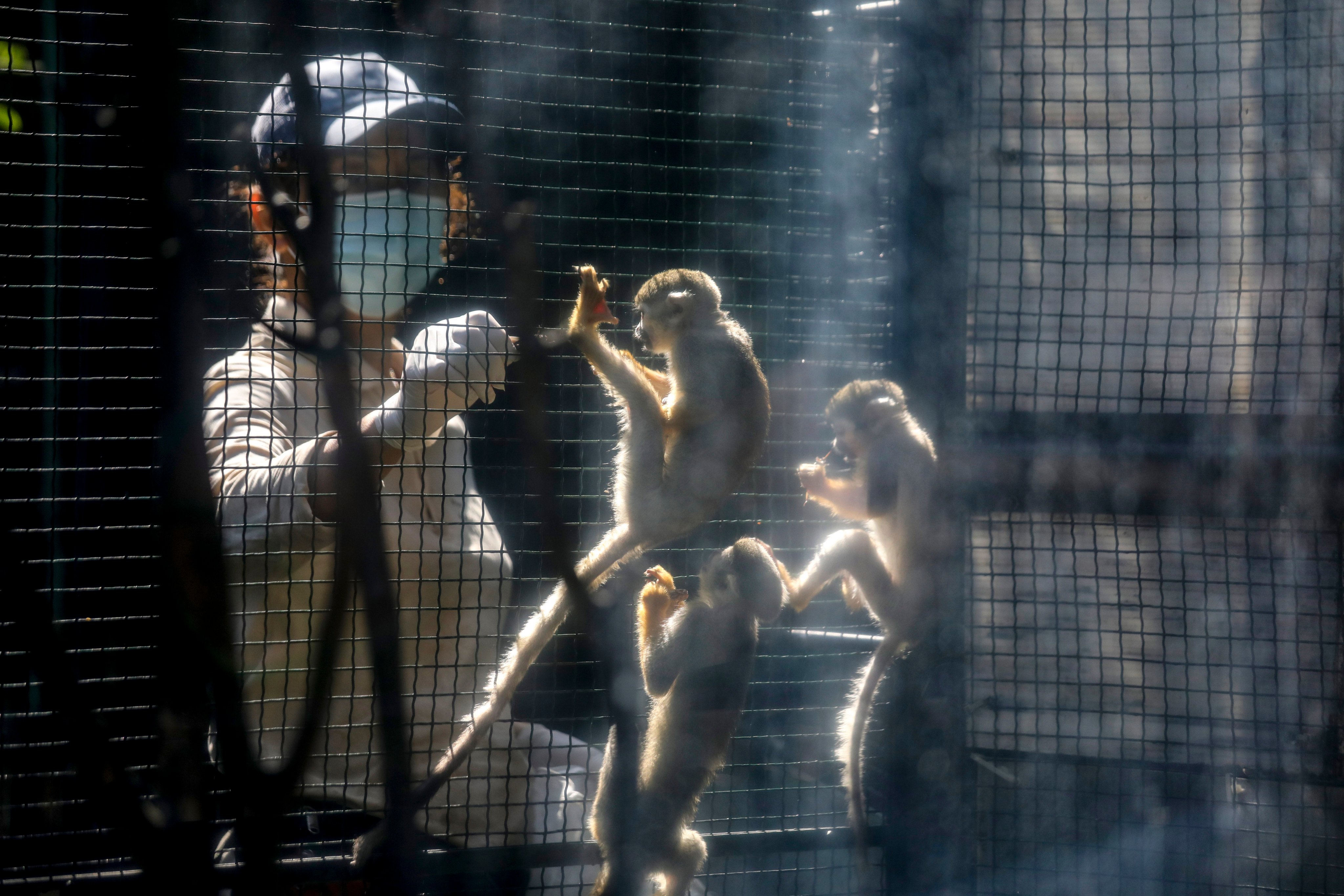 A staff member feeds common squirrel monkeys at the Hong Kong Zoological and Botanical Gardens in Central. Photo: Xiaomei Chen