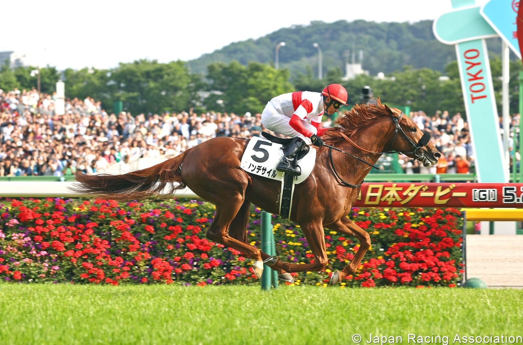 Danon Decile wins the Japanese Derby (2,400m) in May. Photo: JRA