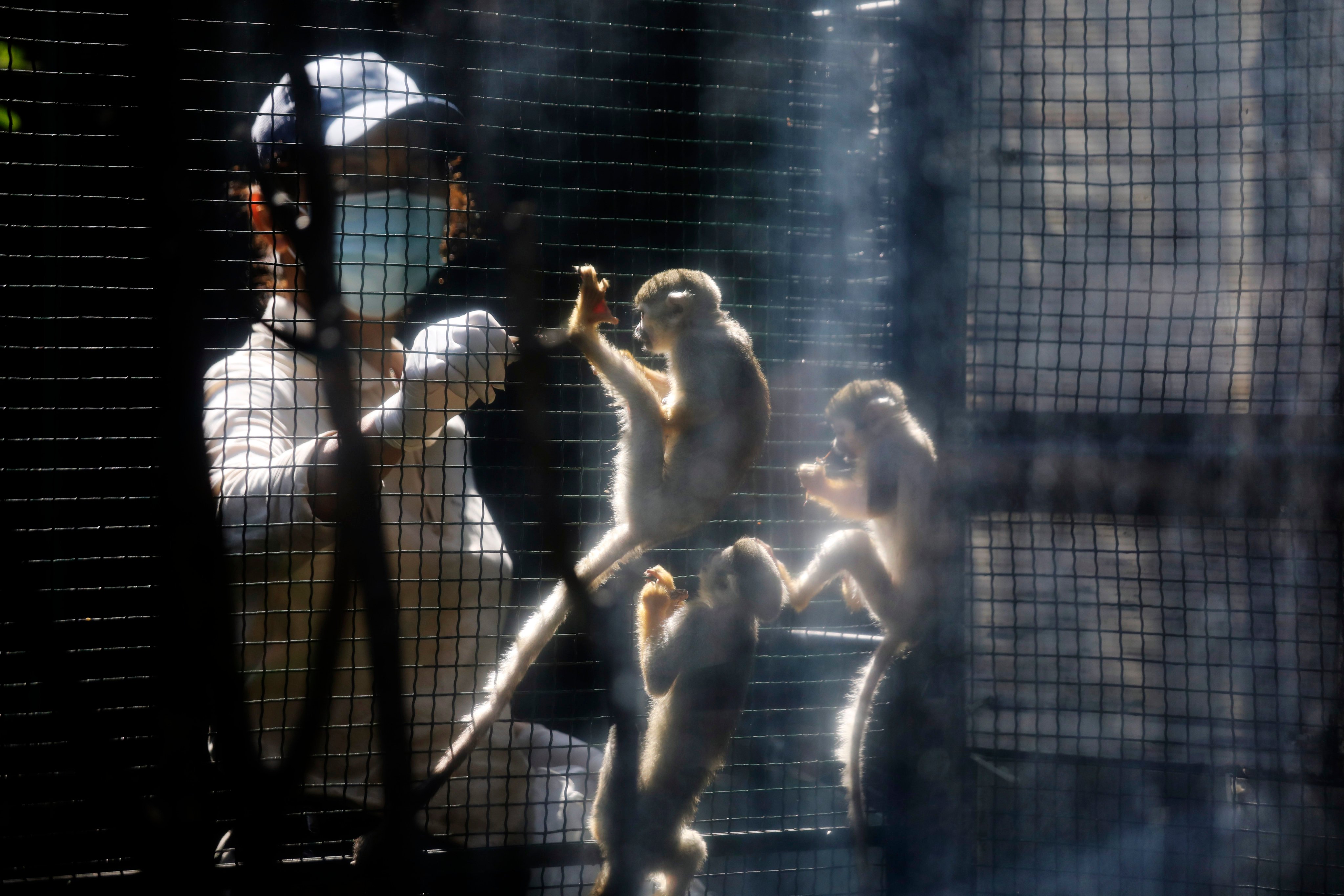 A staff member feeds common squirrel monkeys at the Hong Kong Zoological and Botanical Gardens in Central. Photo: Xiaomei Chen