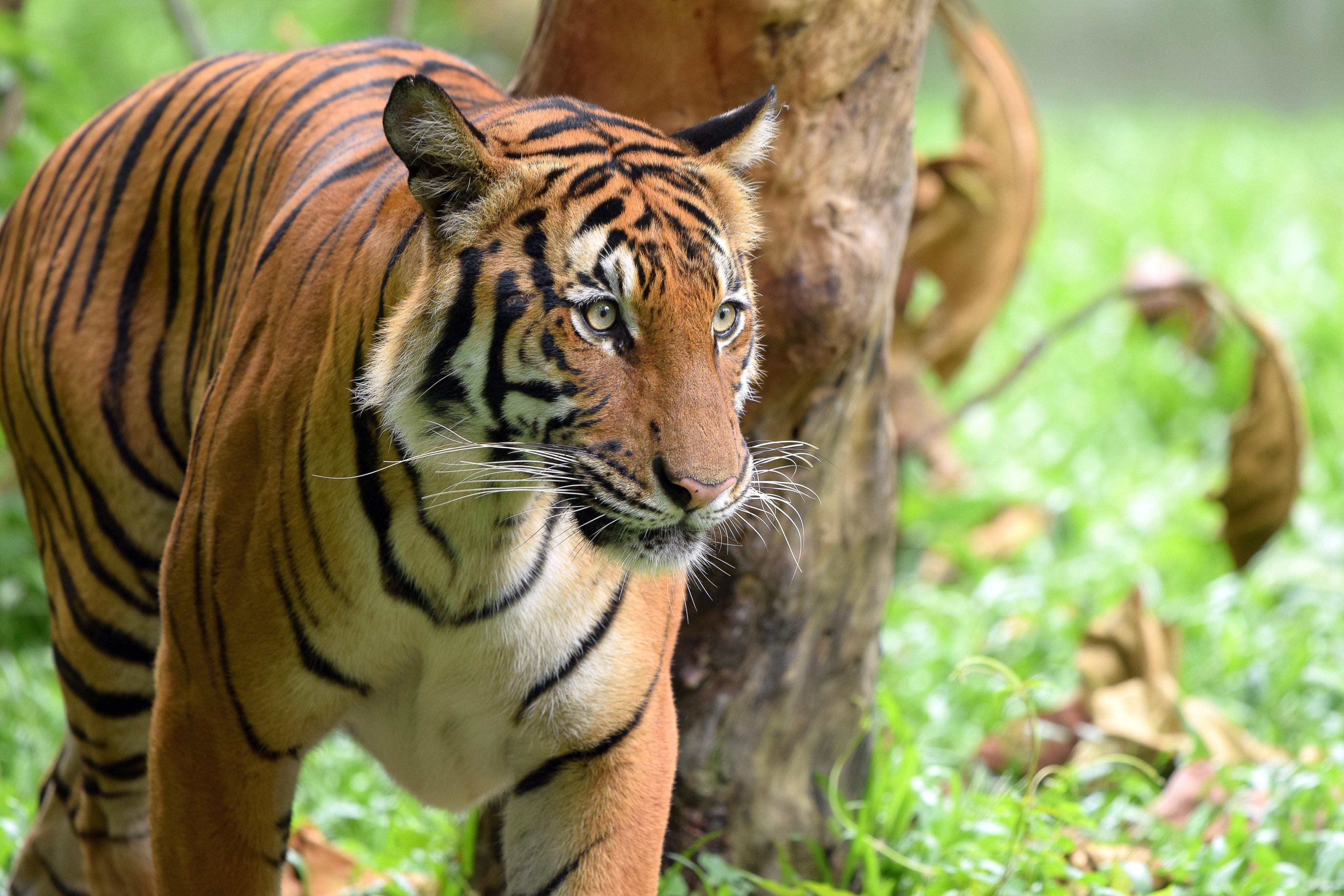 A Malayan Tiger. Photo: WWF-Malaysia