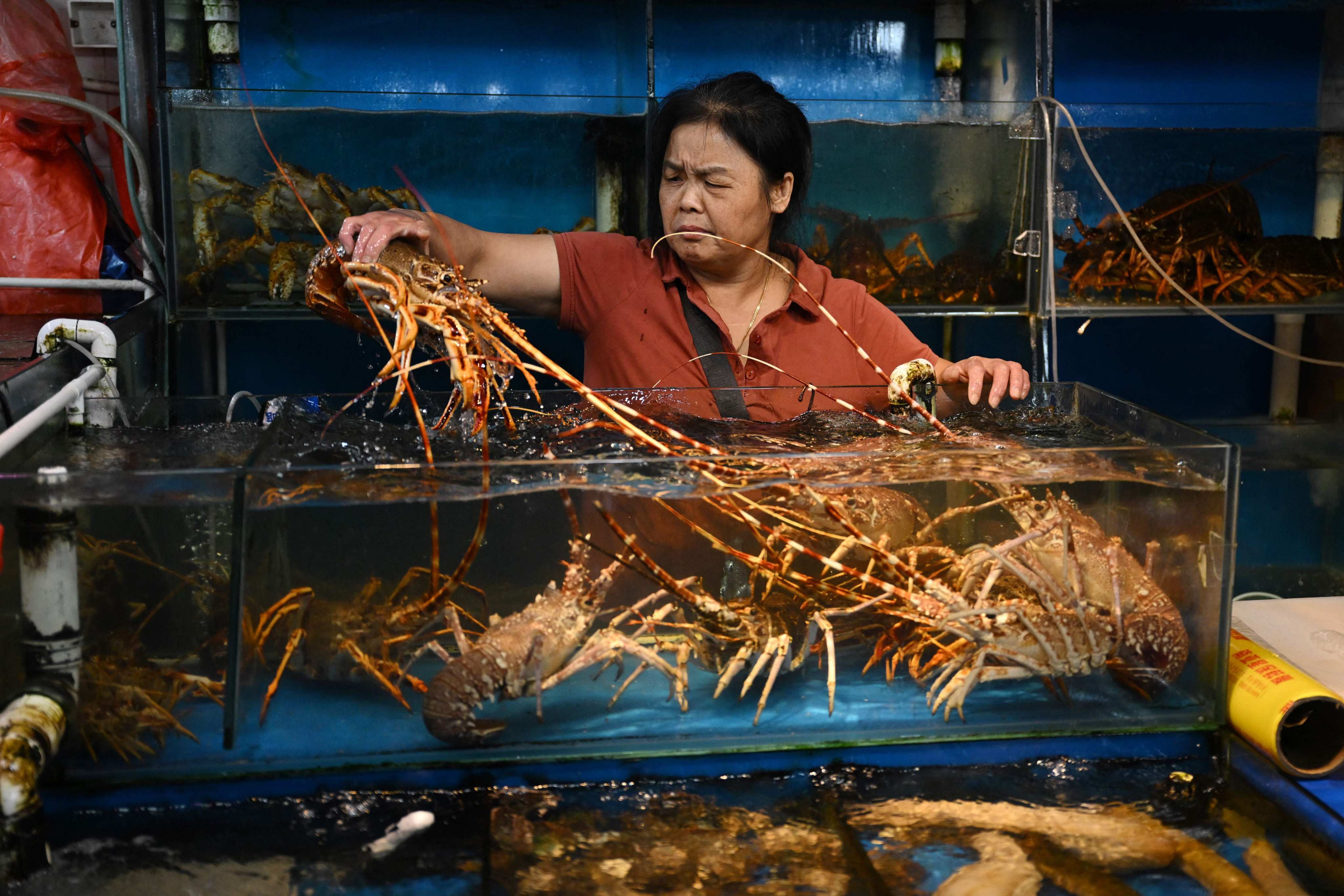 Despite low figures for consumption overall, China is continuing to import large numbers of lobsters from countries like Vietnam. Photo: AFP