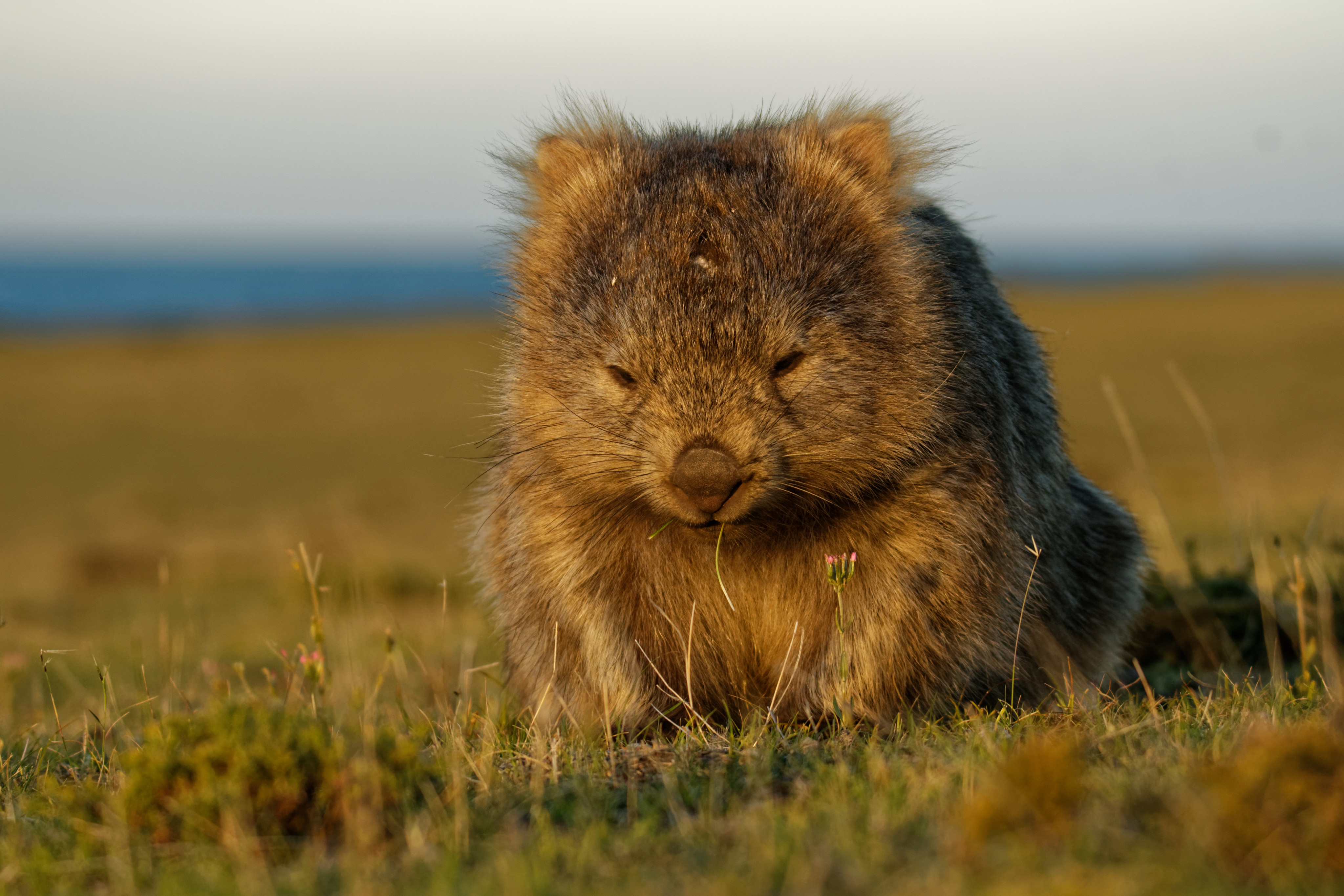 From wombat cubes to parrot fish sand, discover five animals with weird toilet habits. Photo: Shutterstock 