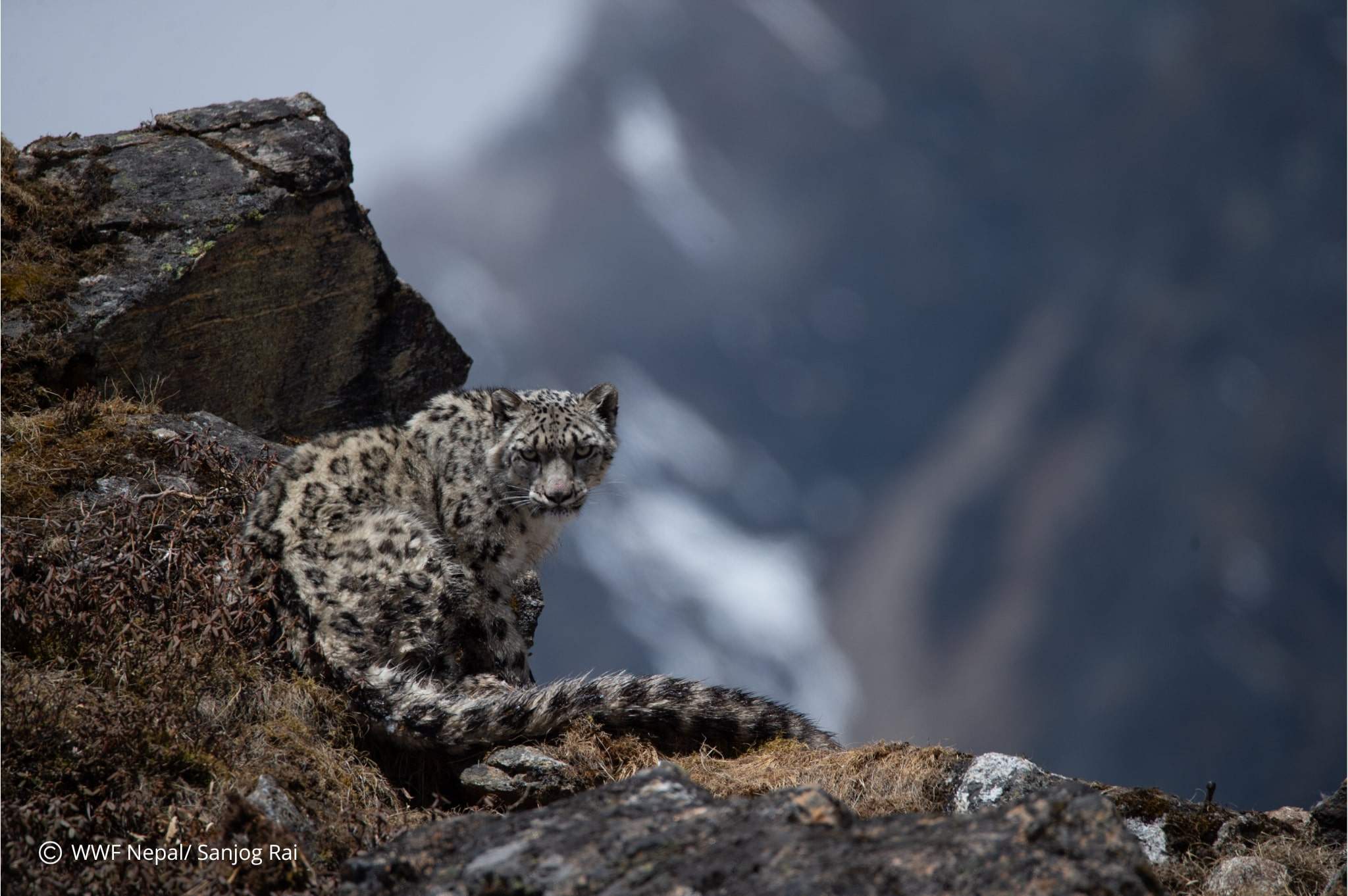 A snow leopard seen in the high-altitude region of Nepal. Photo: Sanjog Rai, courtesy of WWF Nepal 