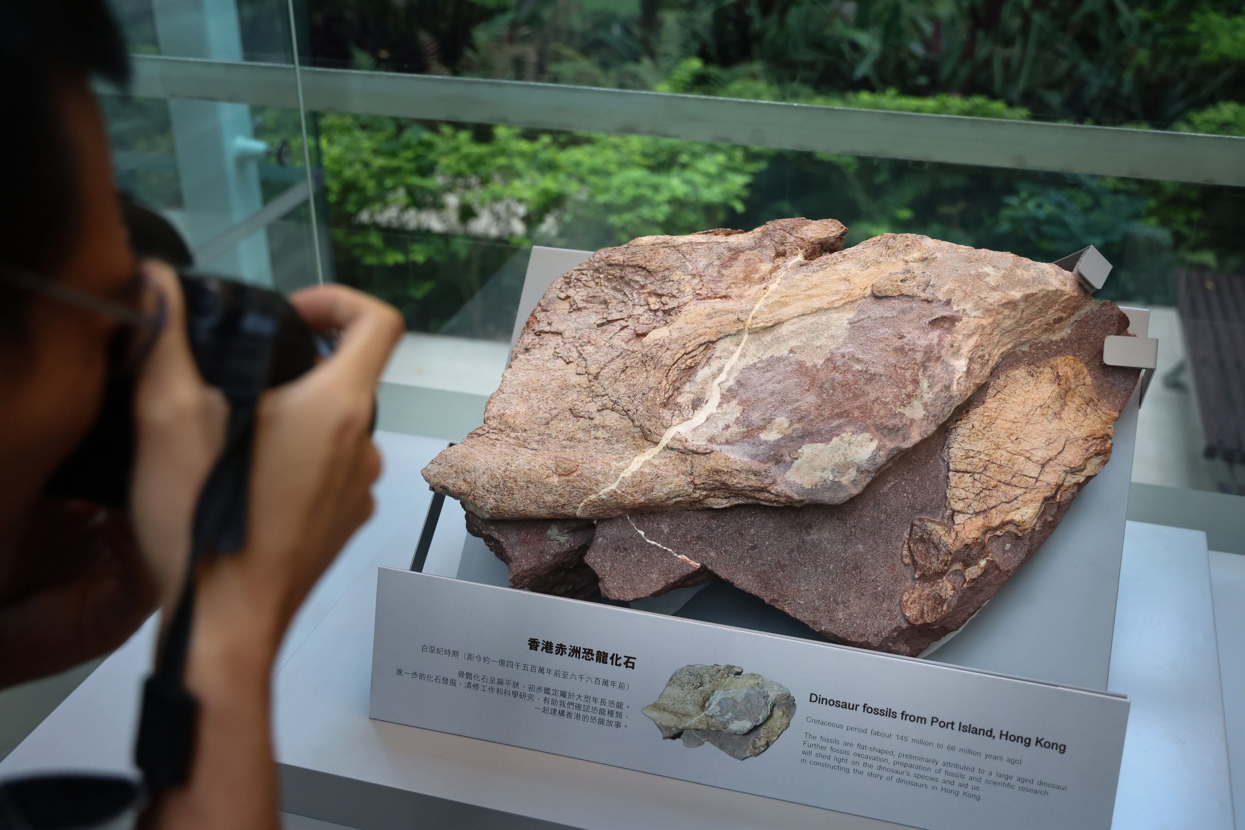 A rock containing fossils is shown at the Hong Kong Heritage Discovery Centre. The government announced the discovery of the fossils on Port Island on Wednesday. Photo: Dickson Lee