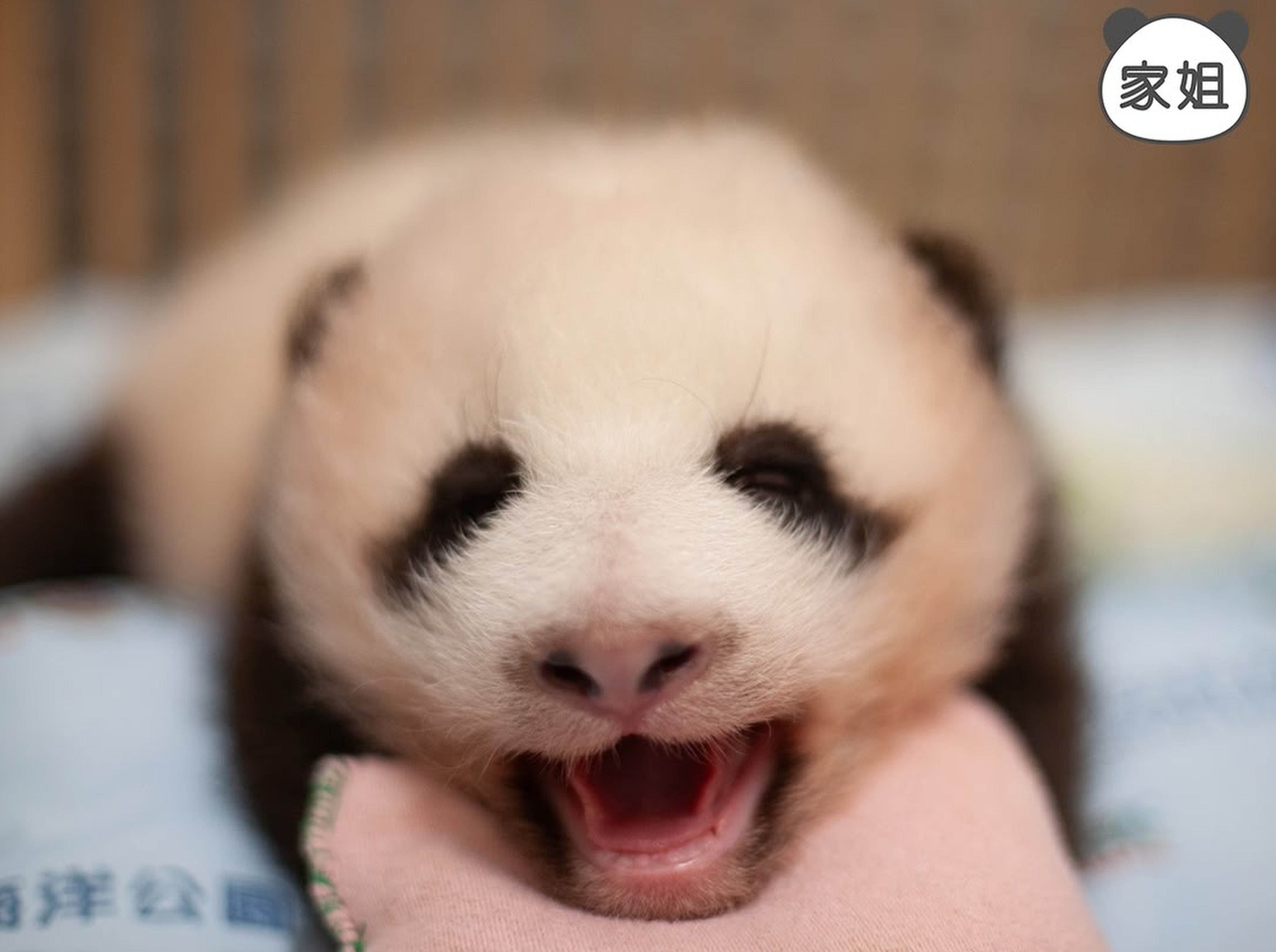 ‘Big Sister’ has black patches around her eyes that look like eyeliner, says zookeeper Elke Wu. Photo: Ocean Park