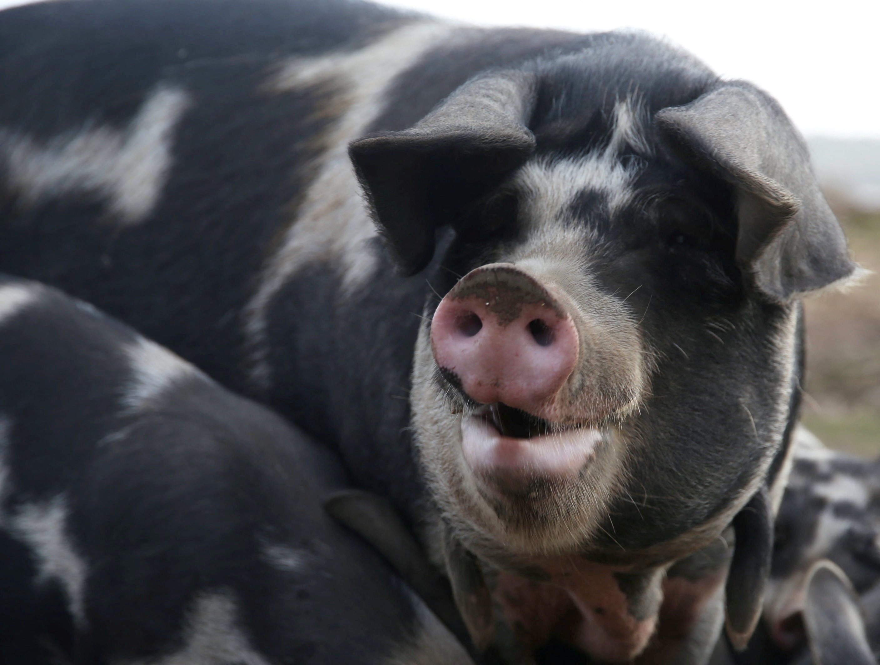 Scientists have come up with an AI algorithm that can decode the sounds that pigs make to better understand their emotions. Photo: Reuters