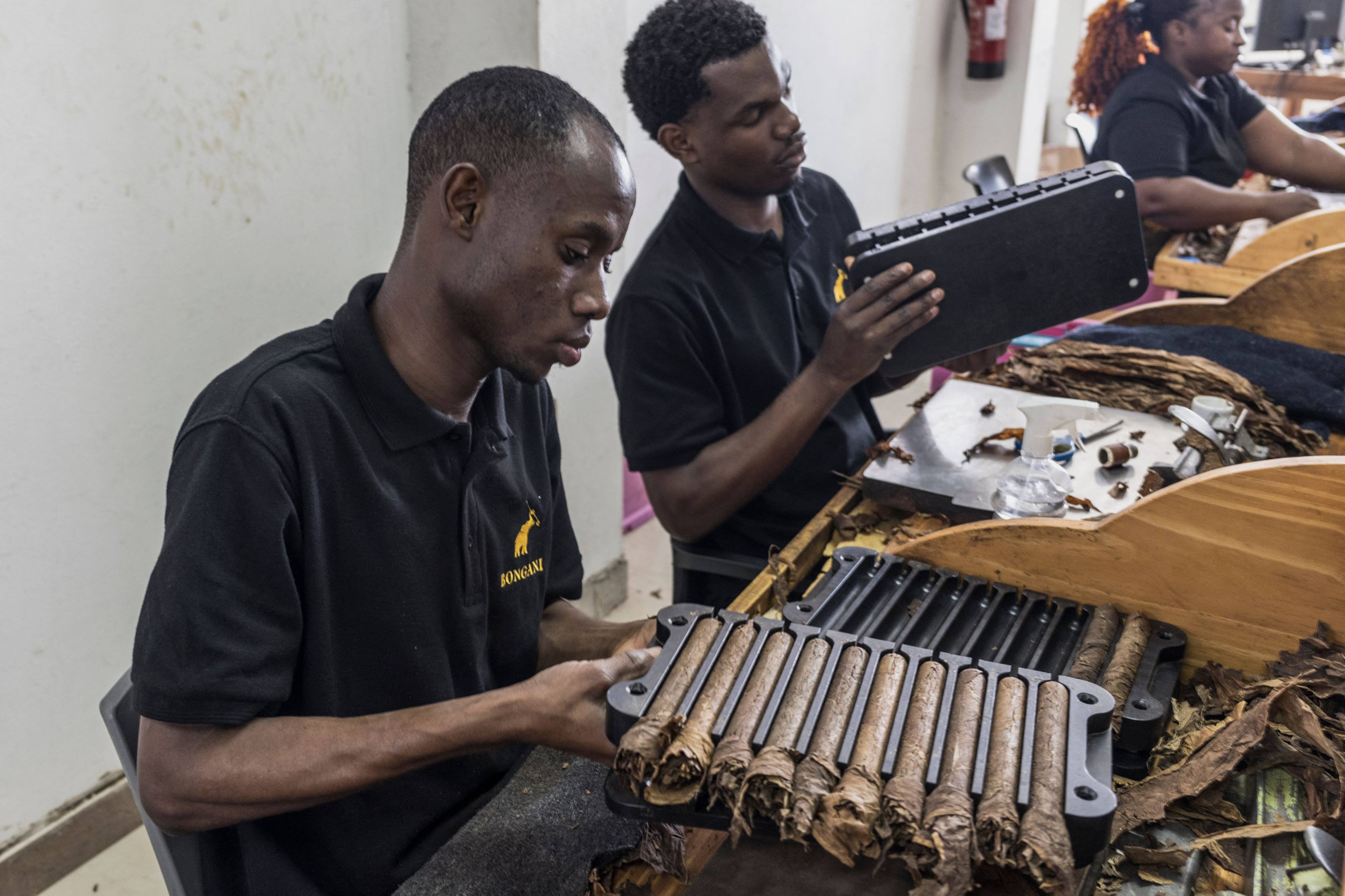 A Mozambican man rolls a cigar at the Bongani Cigars workshop in Maputo. The company, which sells its premium cigars in Africa, the United States and Europe, was started after its owner wondered why African cigars didn’t exist. Photo: AFP