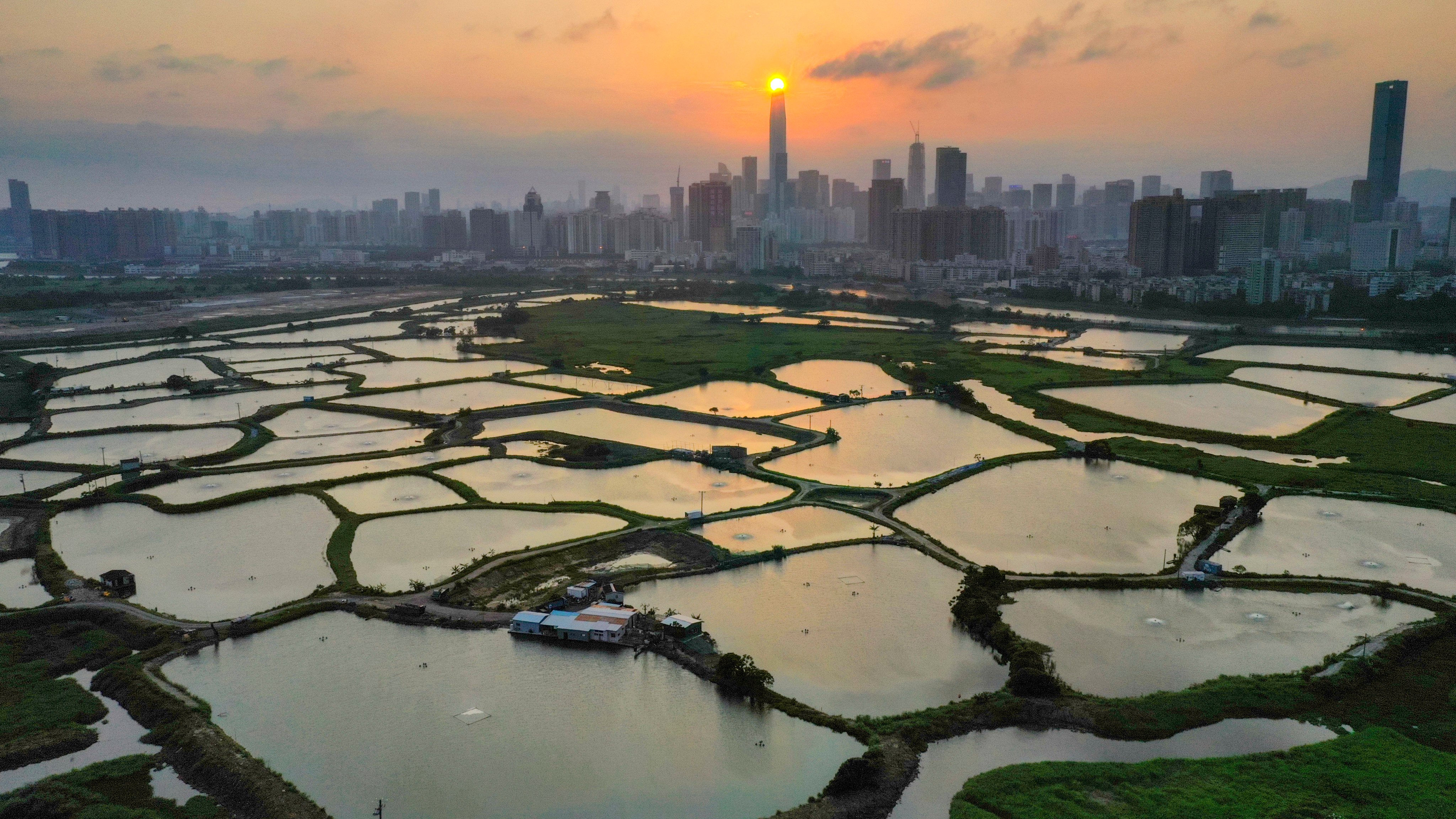 Fishponds at Hoo Hok Wai near the border with mainland China. Photo: Martin chan