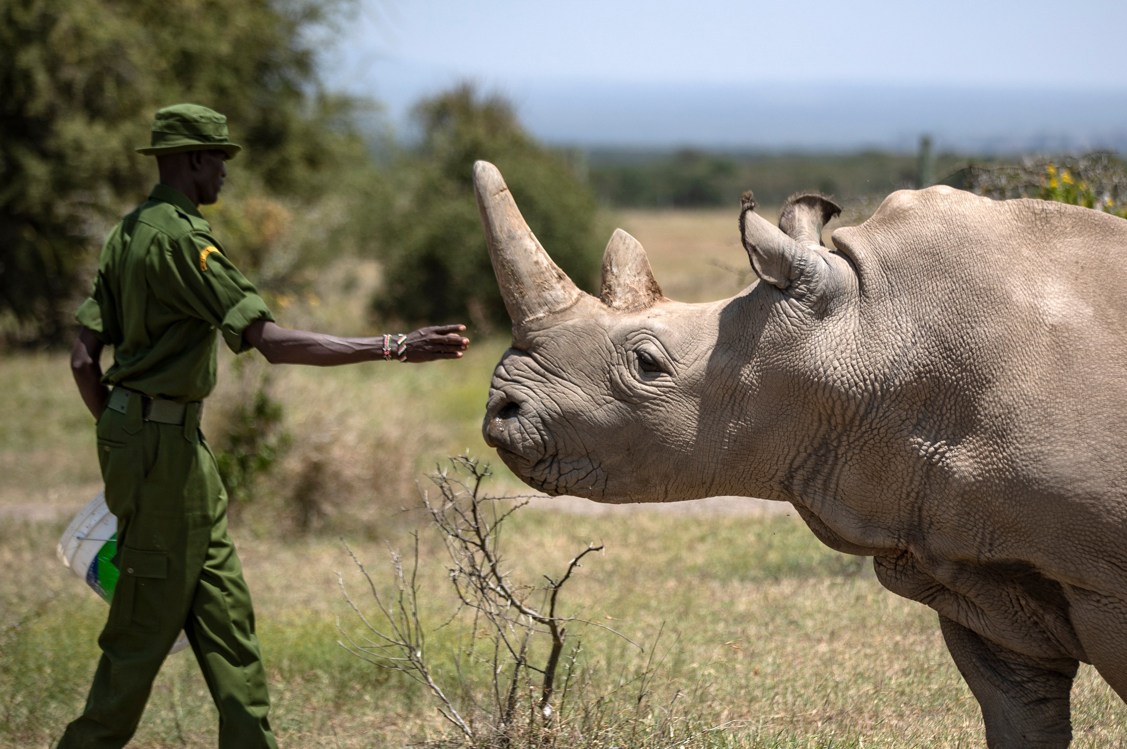 A ranger reaches out towards female northern white rhino Najin, one of the last two northern white rhinos on the planet, in her enclosure at Ol Pejeta Conservancy in Kenya on August 23, 2019. Photo: AP 