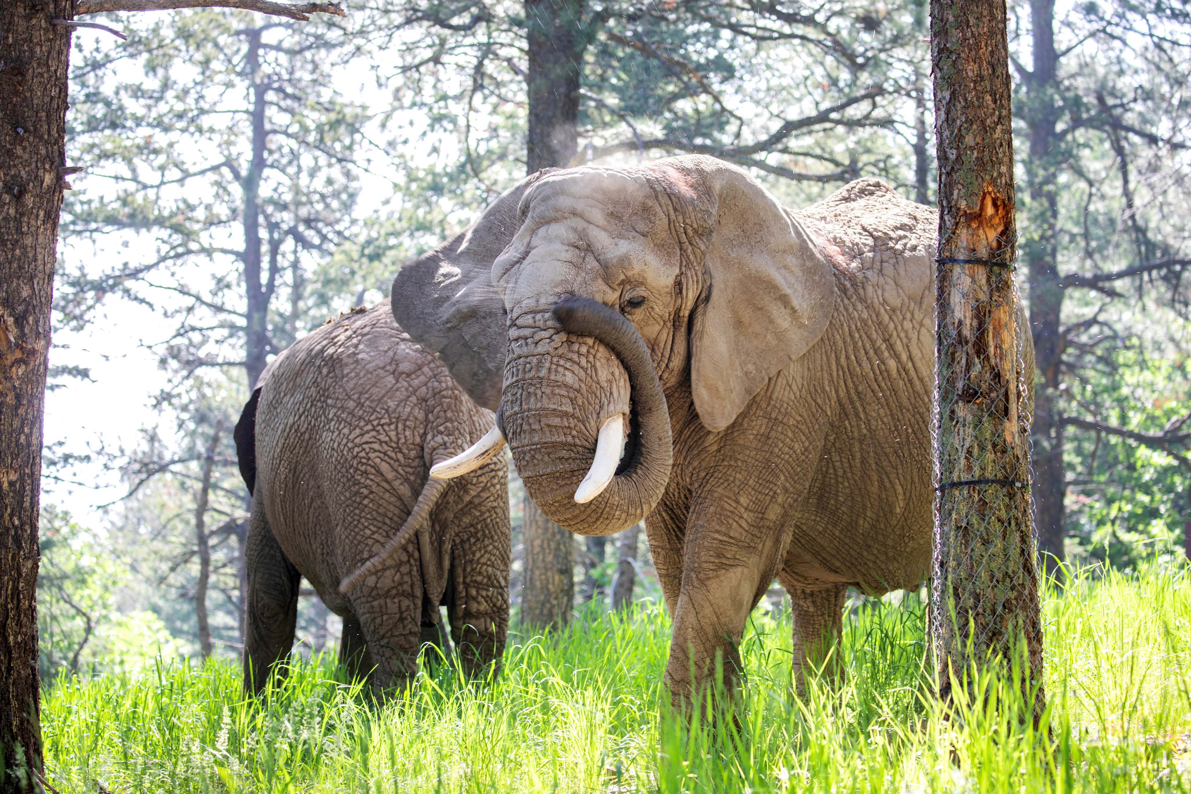 Elephants Kimba, front, and Lucky at the Cheyenne Mountain Zoo in Colorado Springs, Colorado. Photo: Cheyenne Mountain Zoo via AP