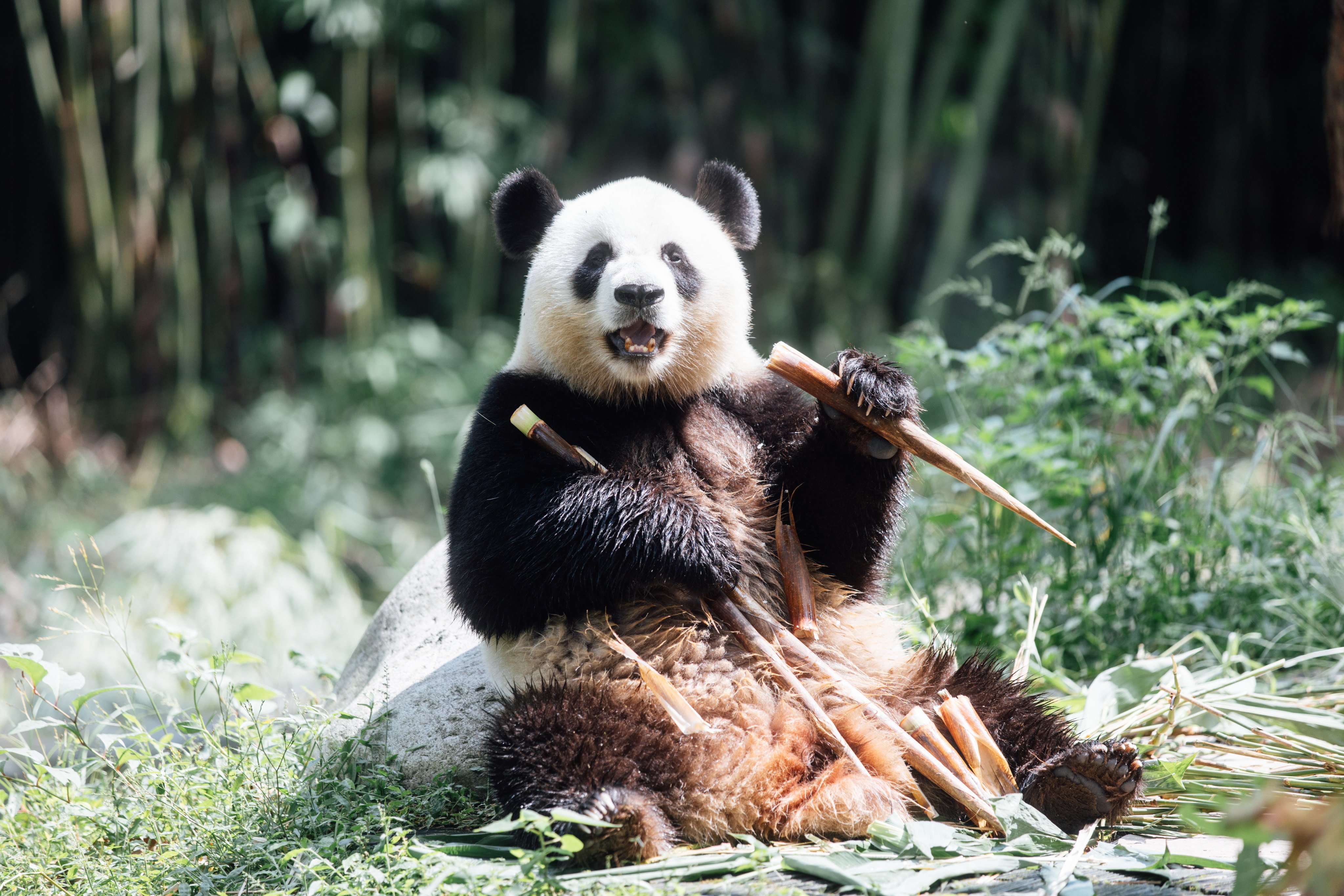 Ke Ke is getting used to her new home. A naming competition for the pandas closes on Sunday. Photo: Ocean Park