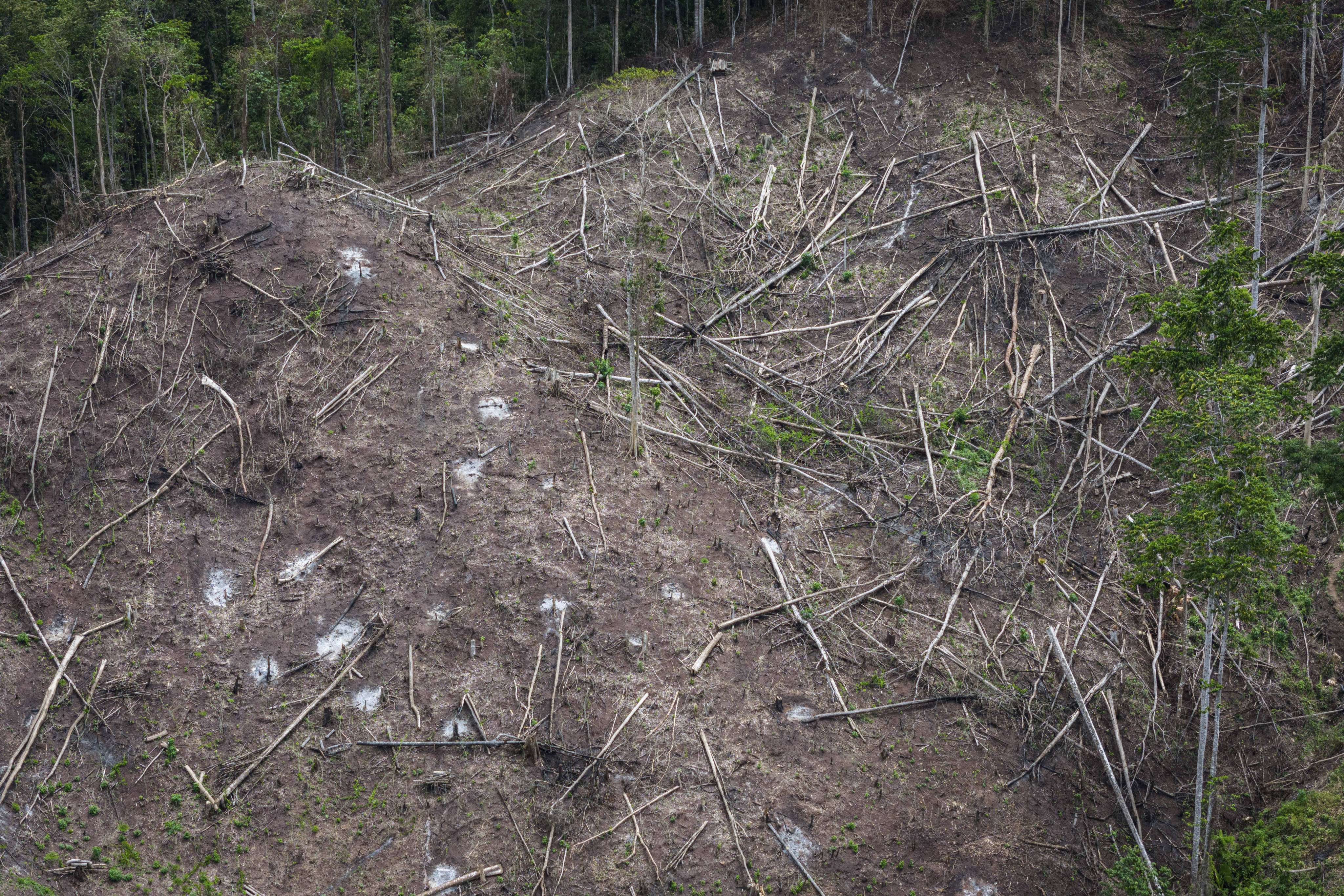 Deforestation is visible near several wood pellet production companies in Pohuwato, Gorontalo province, Indonesia. Photo: AP