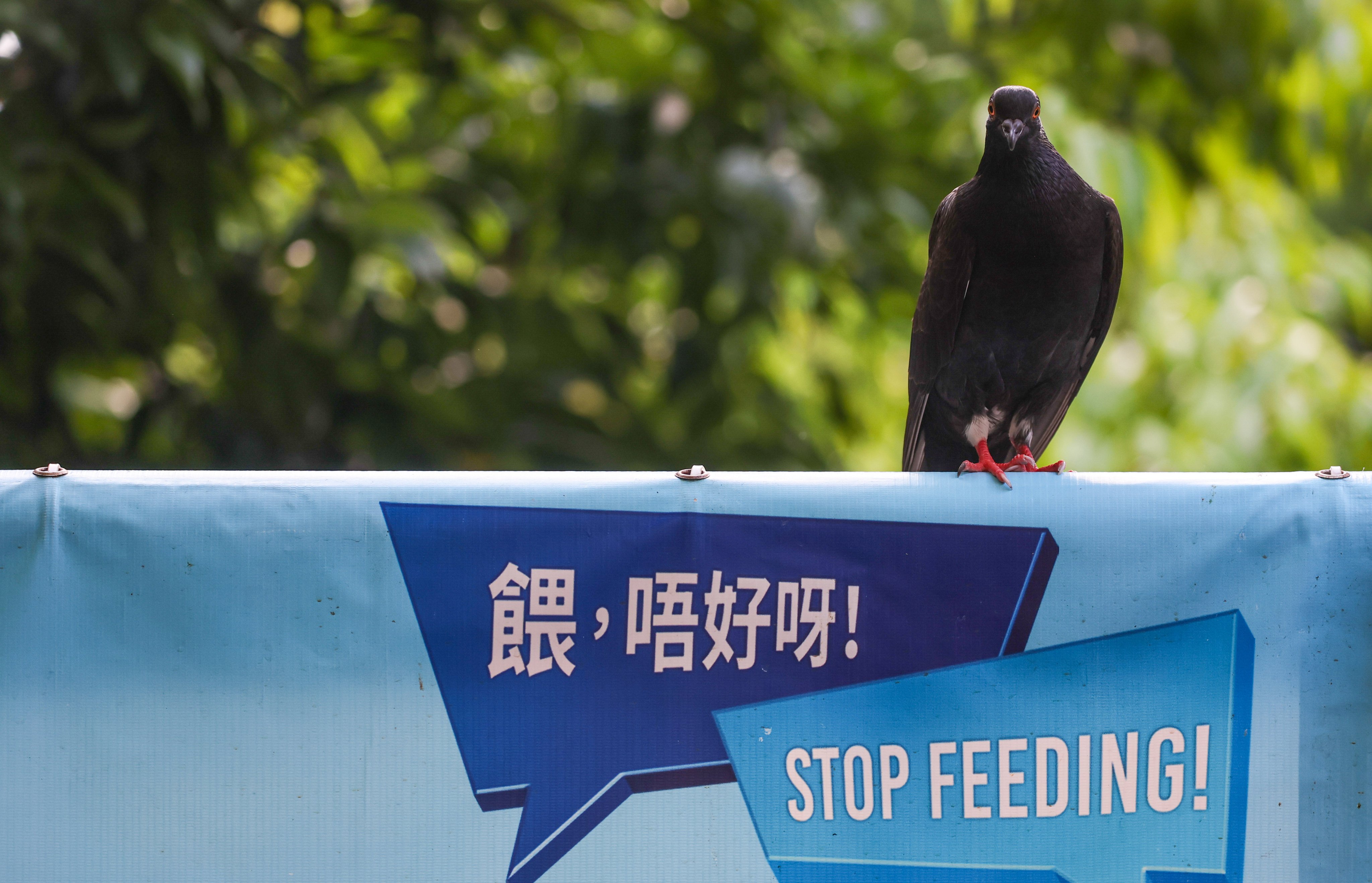 In Hong Kong, it is illegal to hunt, wilfully disturb, sell, export or possess any protected wild animals. Photo: Edmond So