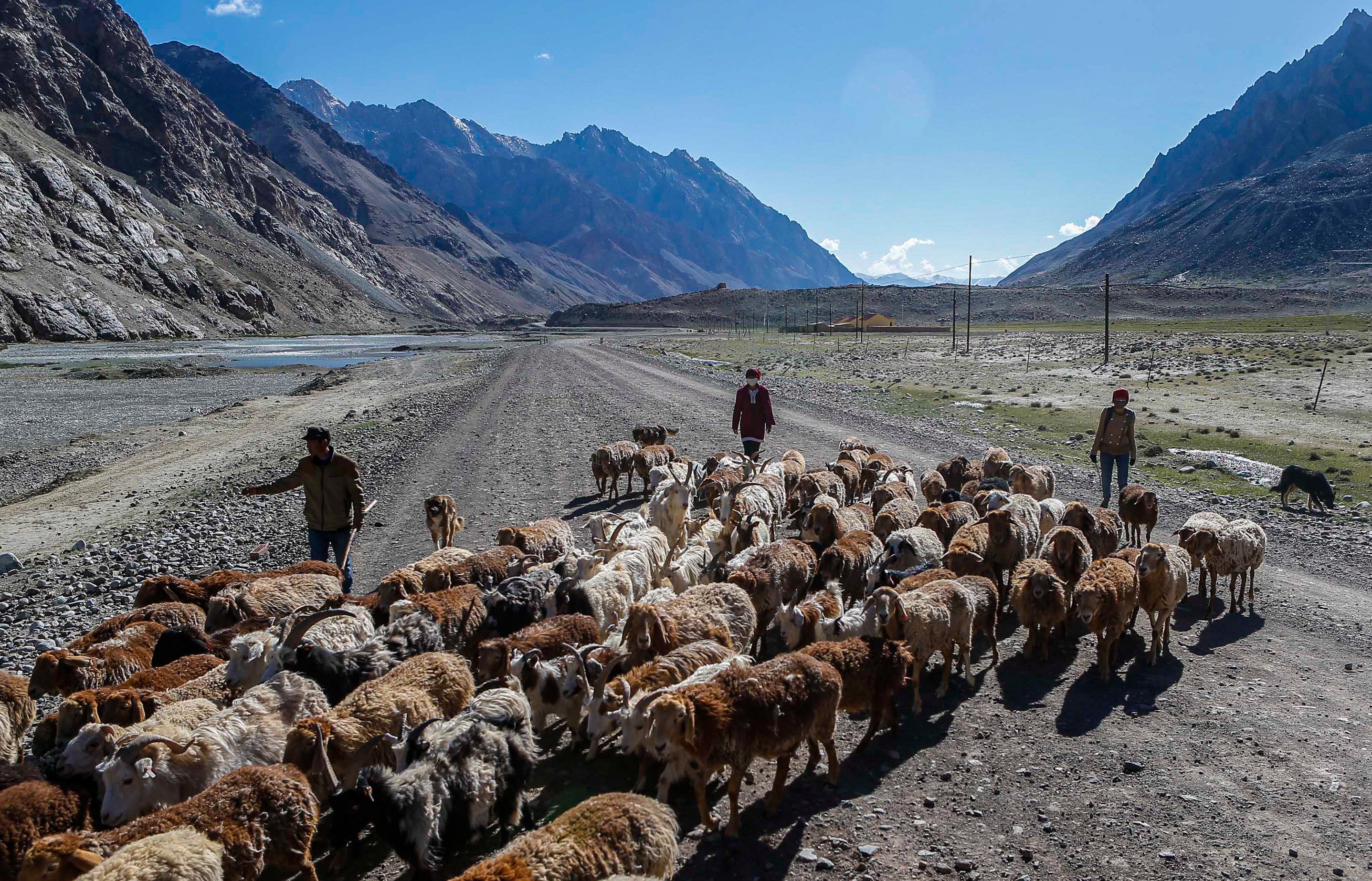 Thousands of hectares of salt-rich land have been made arable on the Pamirs Plateau of China’s Xinjiang, making it easier to feed livestock in the autonomous region. Photo: Xinhua