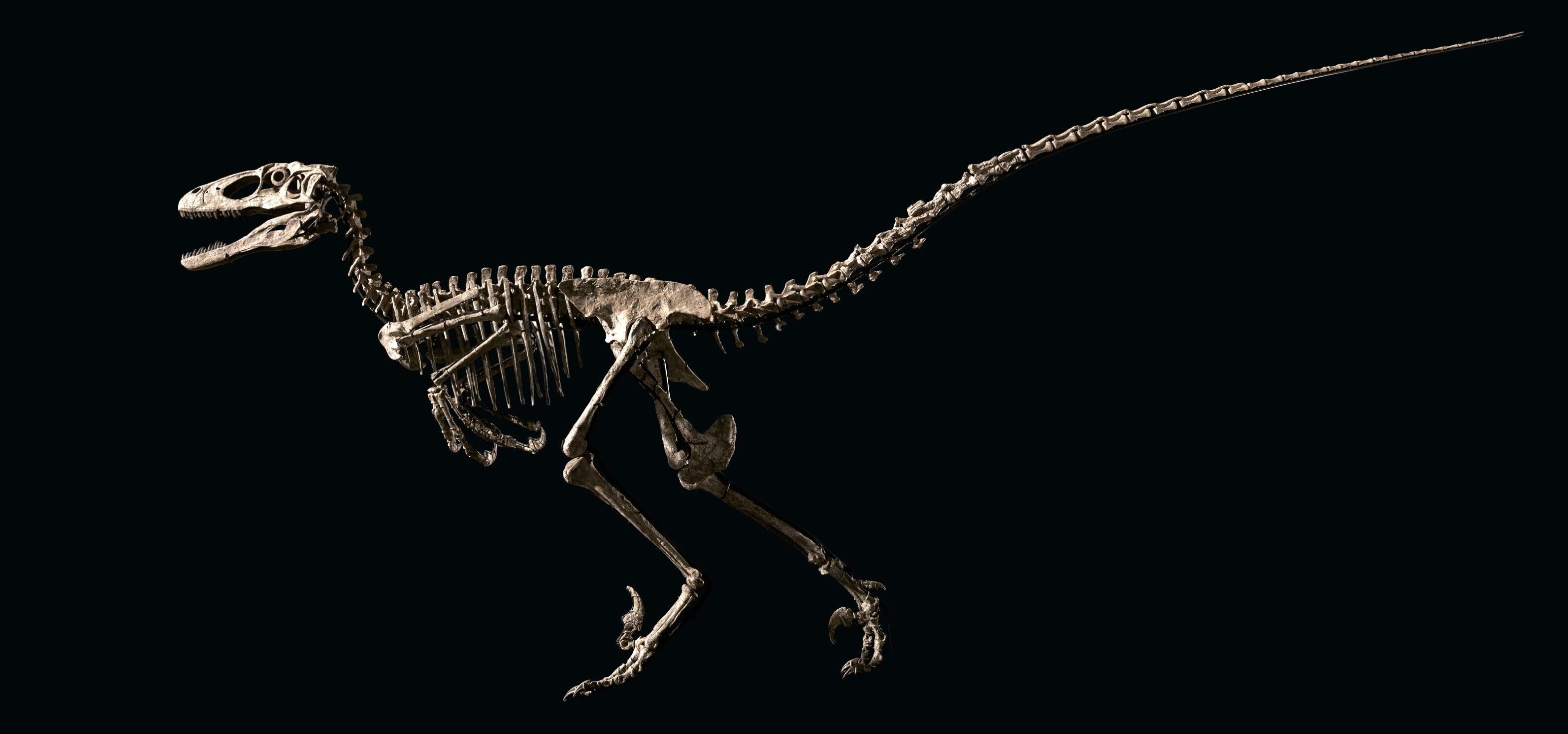 “Hector” the Deinonychus is a dinosaur fossil that was sold in 2022 by Christie’s auction house for US$12.4 million. The skeleton is currently on display in a permanent exhibition at the Hong Kong Science Museum. Photo: Christie’s